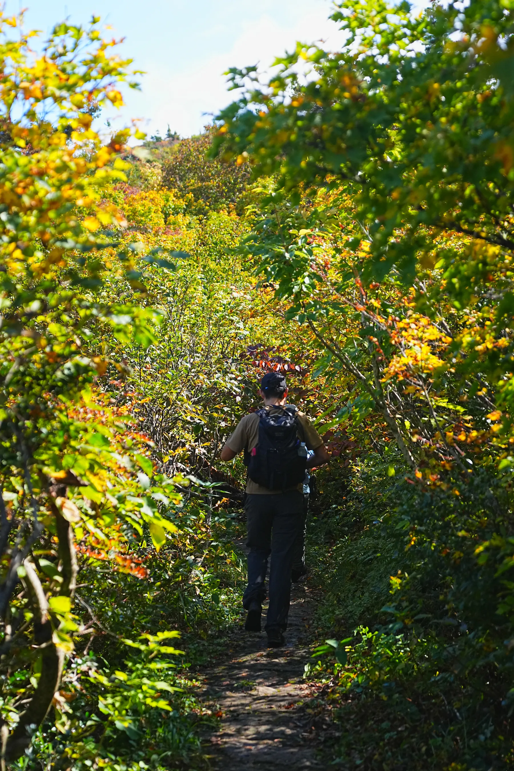 紅葉に染まる 東北・栗駒山 紅葉ハイキング