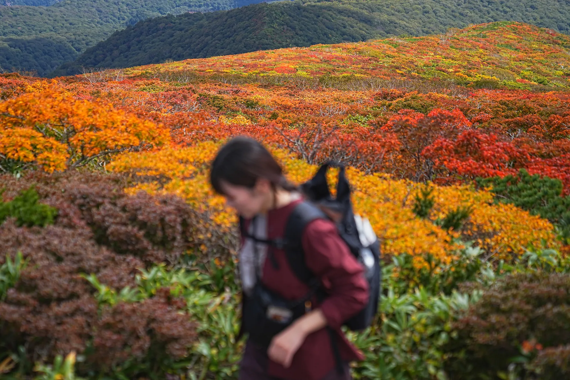 紅葉に燃える栗駒山。2025年紅葉状況レポート。