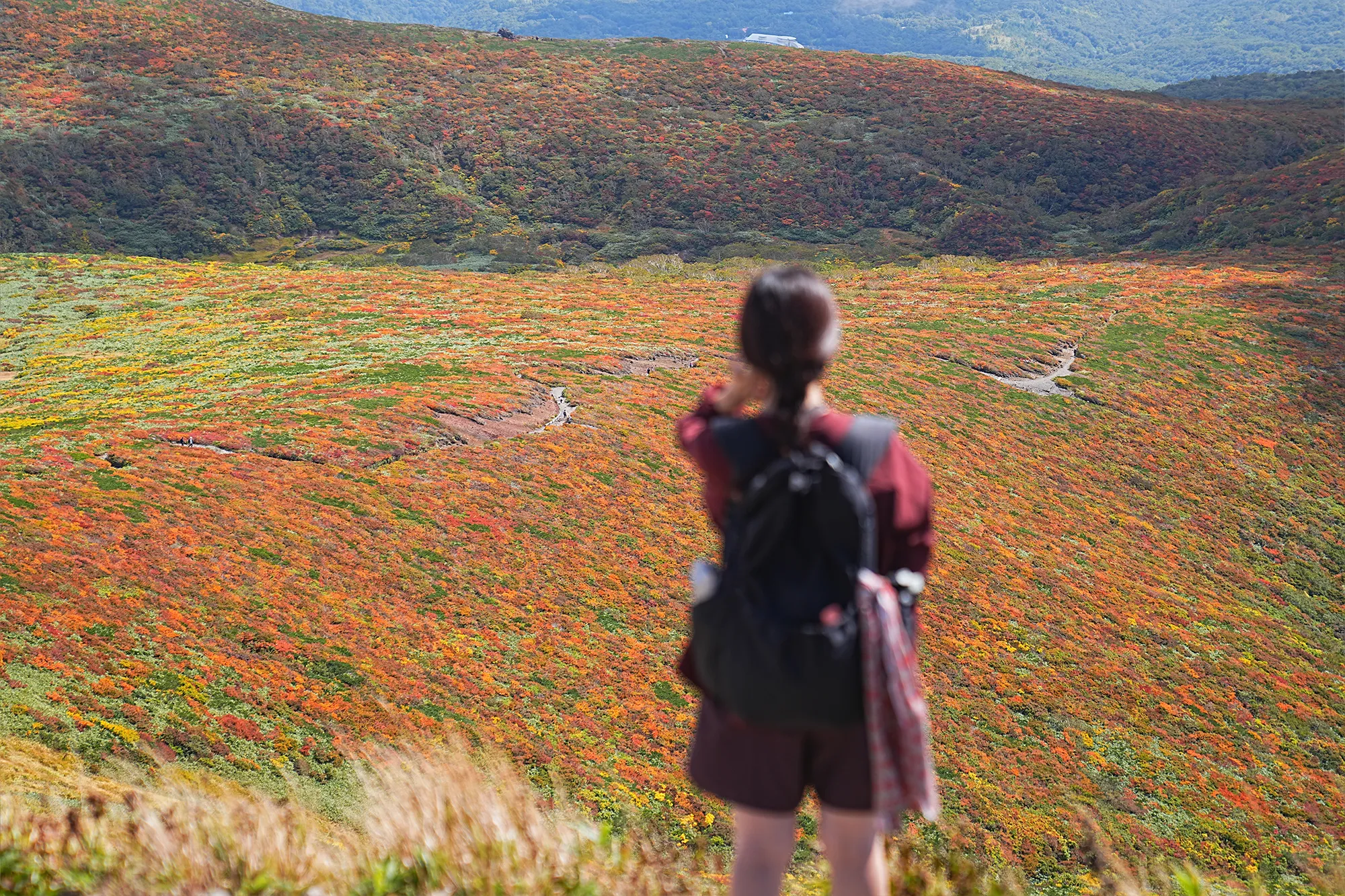 紅葉に燃える栗駒山。2025年紅葉状況レポート。