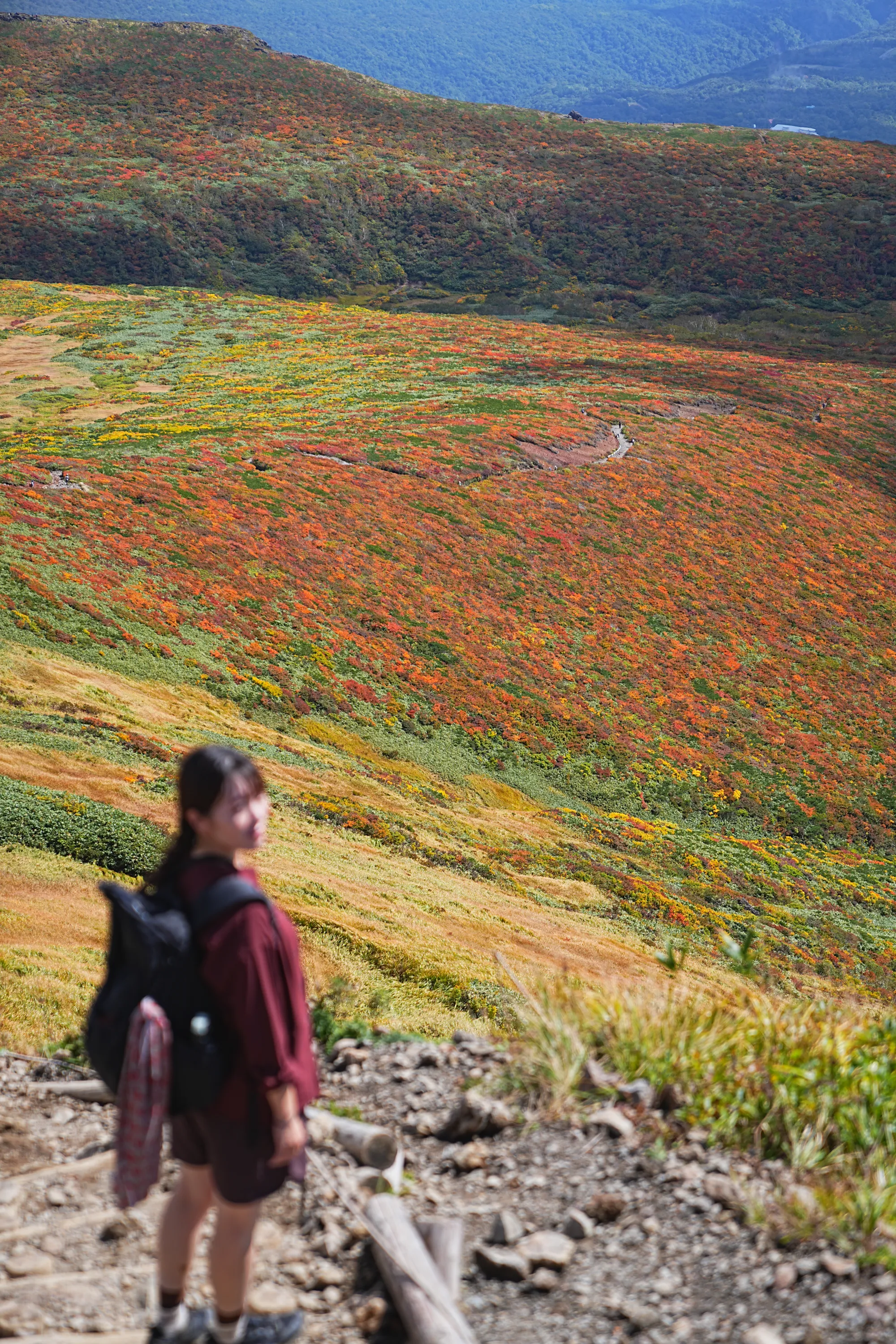 紅葉に燃える栗駒山。2025年紅葉状況レポート。