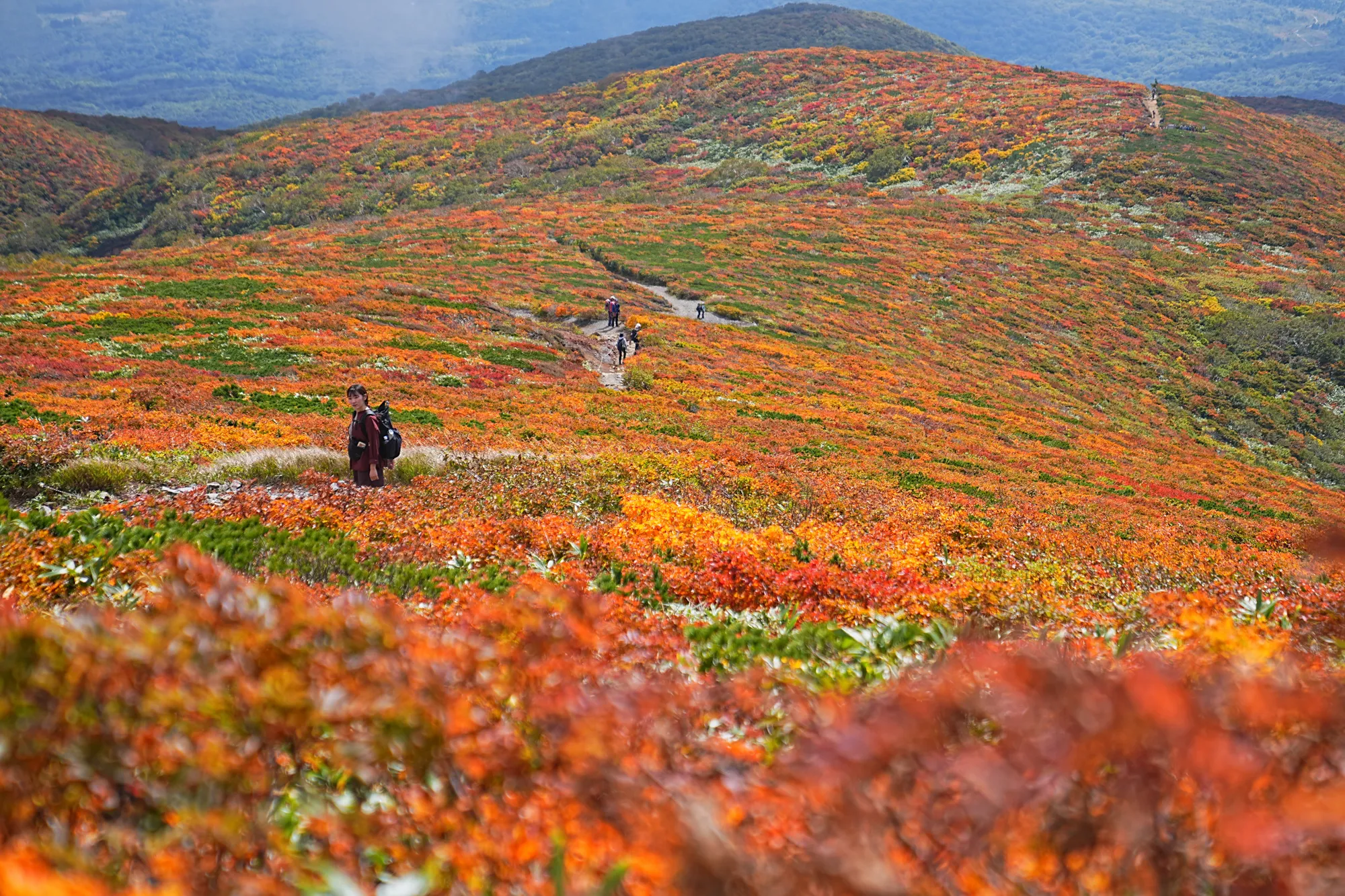 紅葉に燃える栗駒山。2025年紅葉状況レポート。