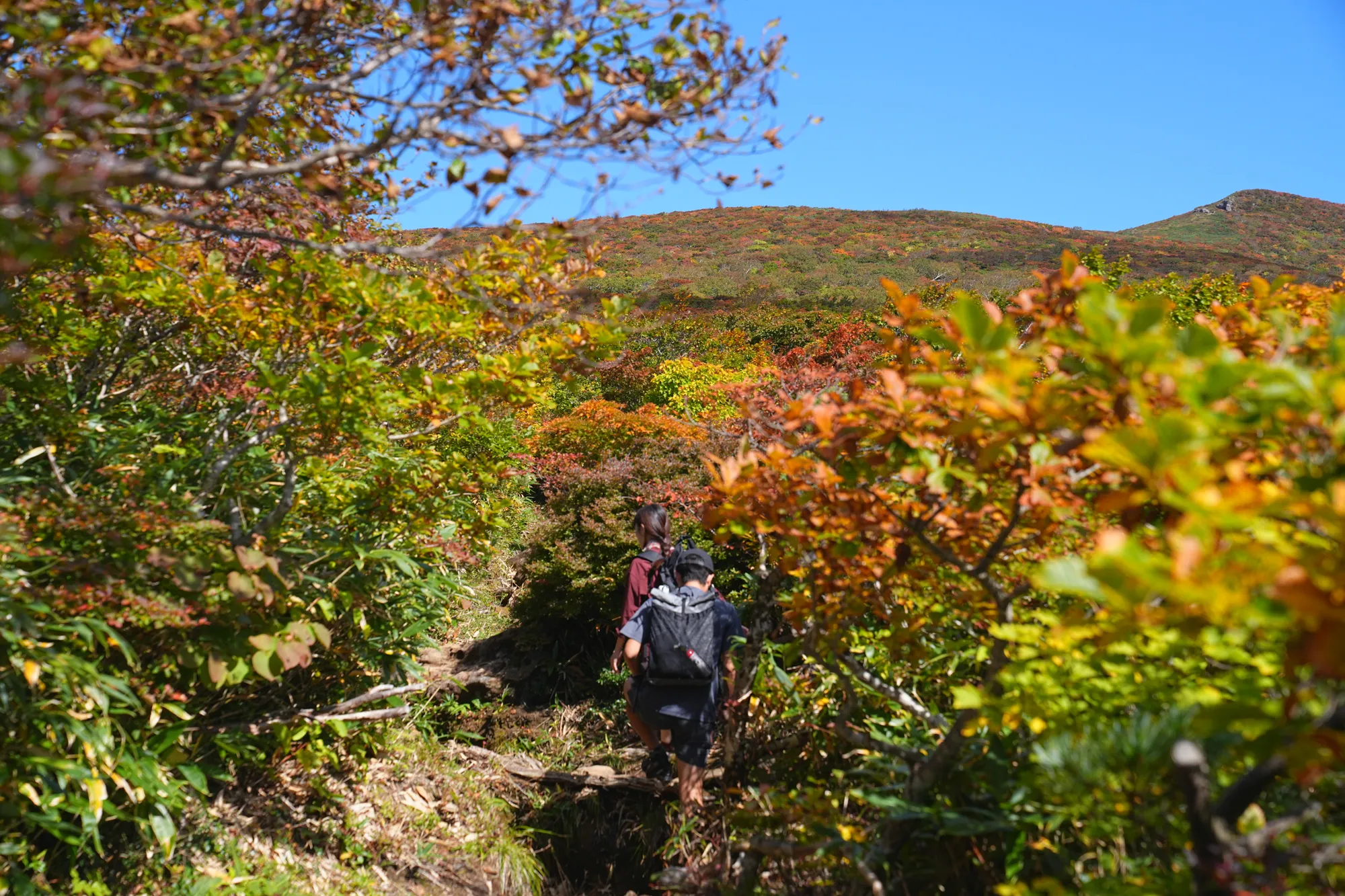 紅葉に燃える栗駒山。2025年紅葉状況レポート。