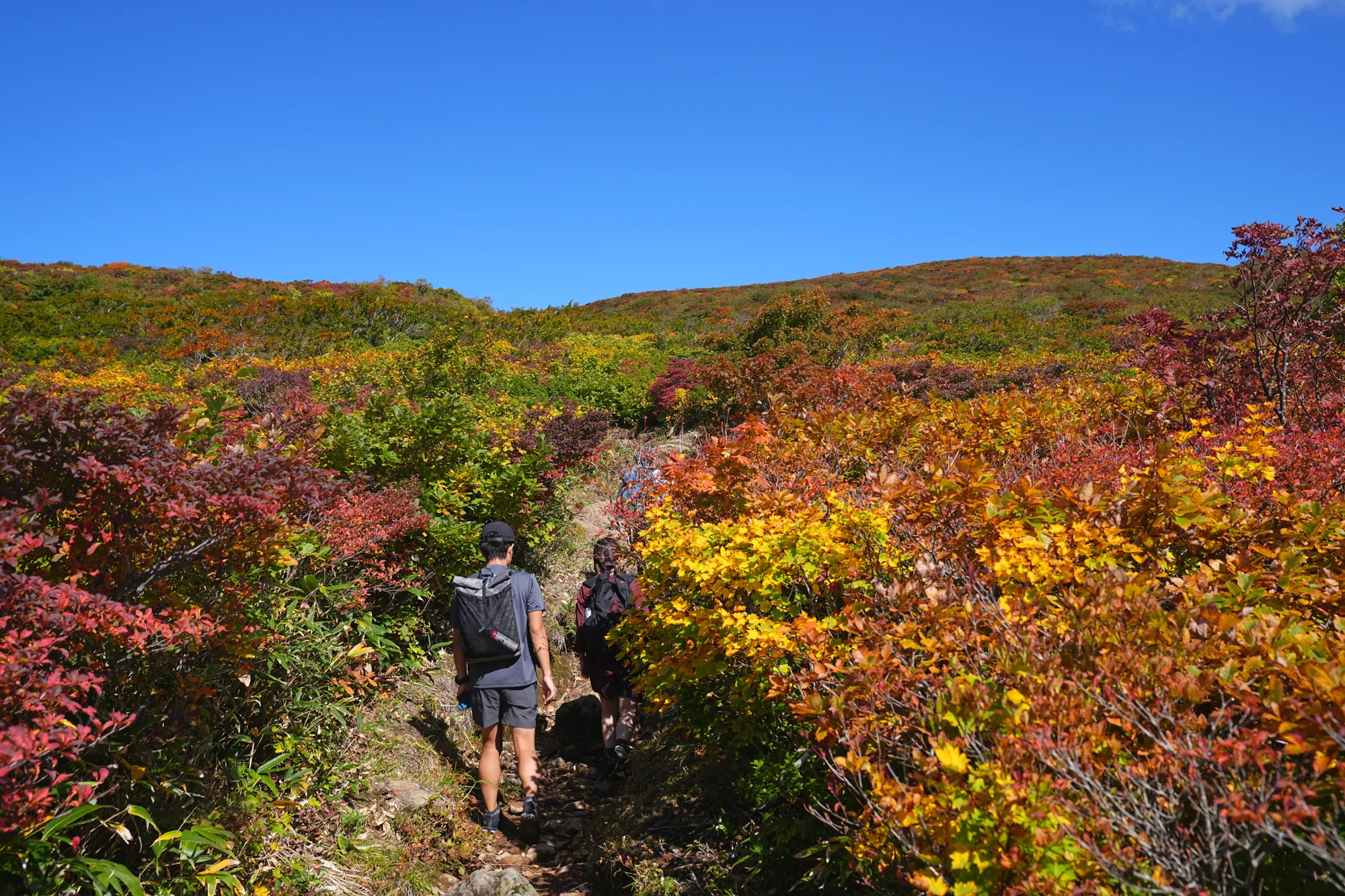 紅葉に燃える栗駒山。2025年紅葉状況レポート。