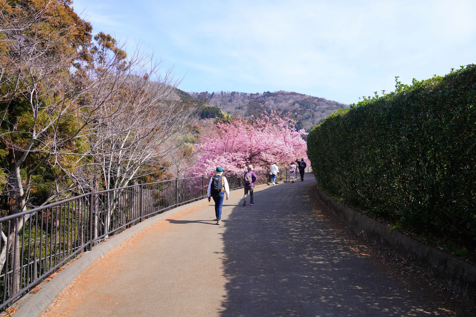 松田山 河津桜と菜の花の「まつだ桜まつり」