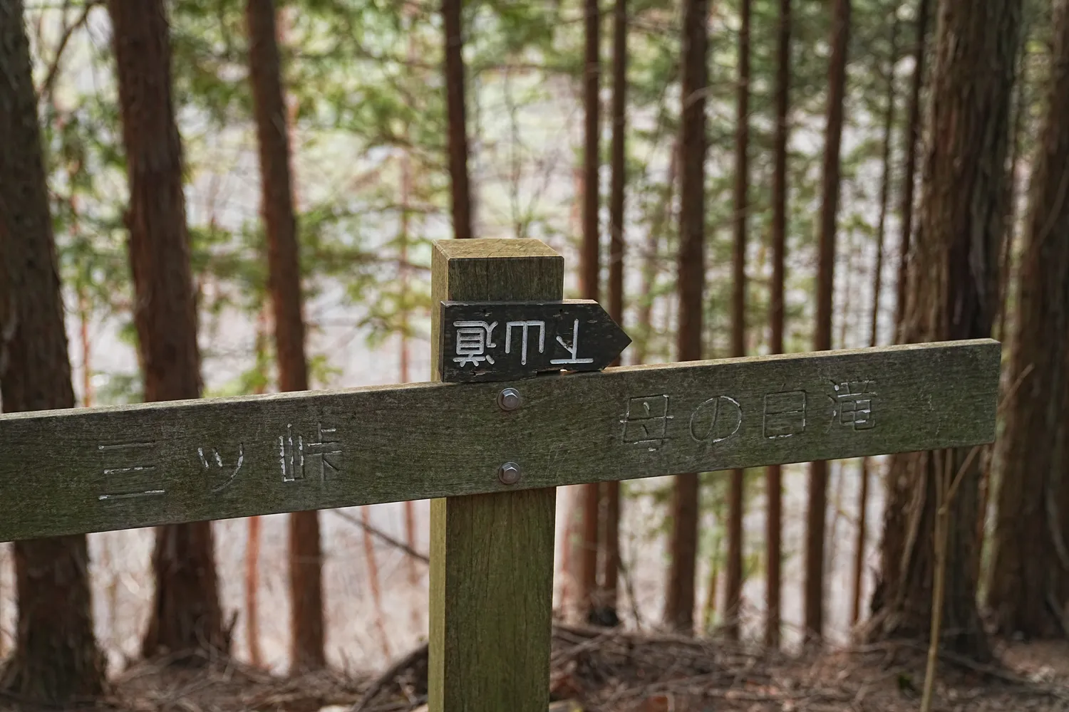 巨大な富士山を見に、山梨県 三ツ峠山へ