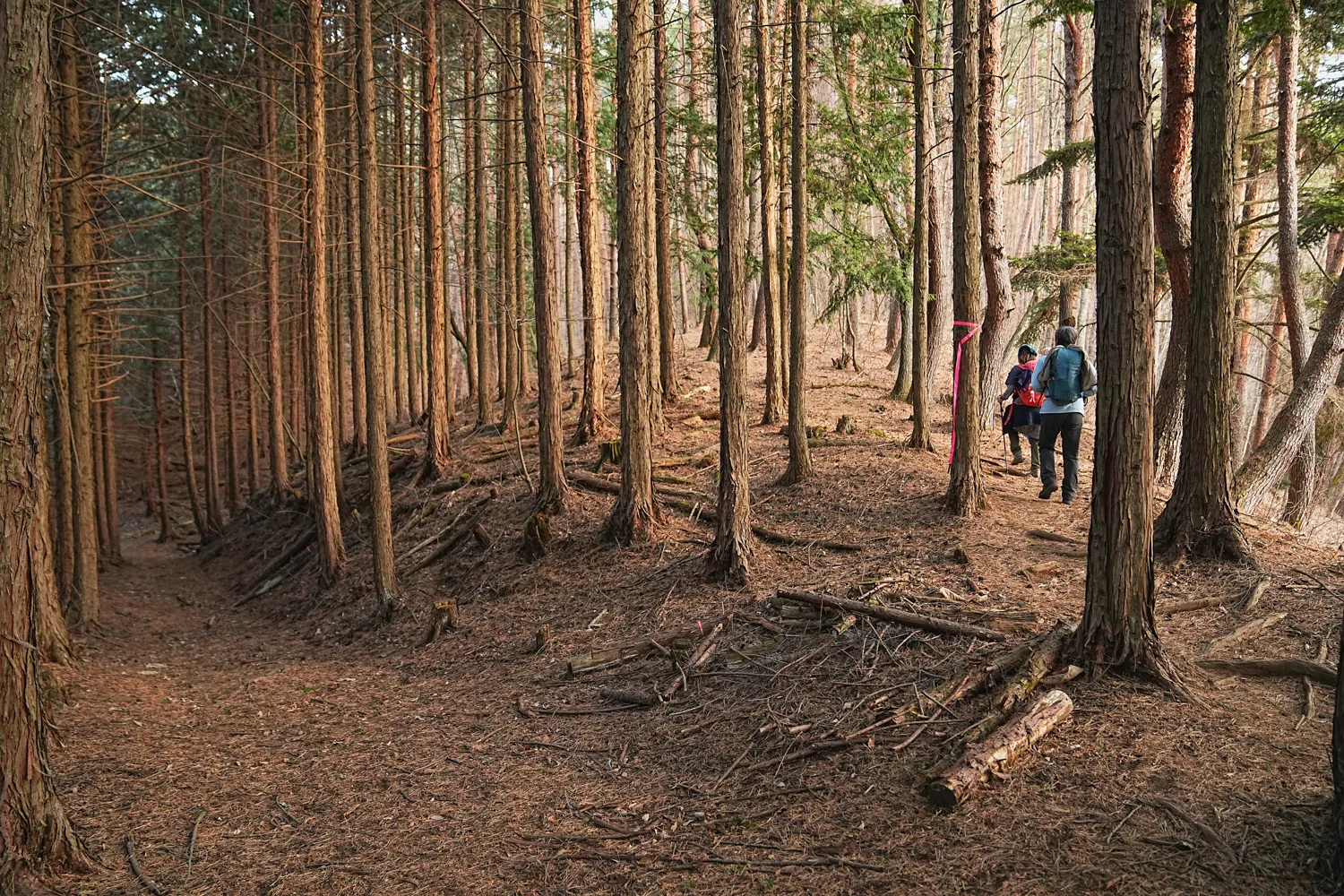 巨大な富士山を見に、山梨県 三ツ峠山へ