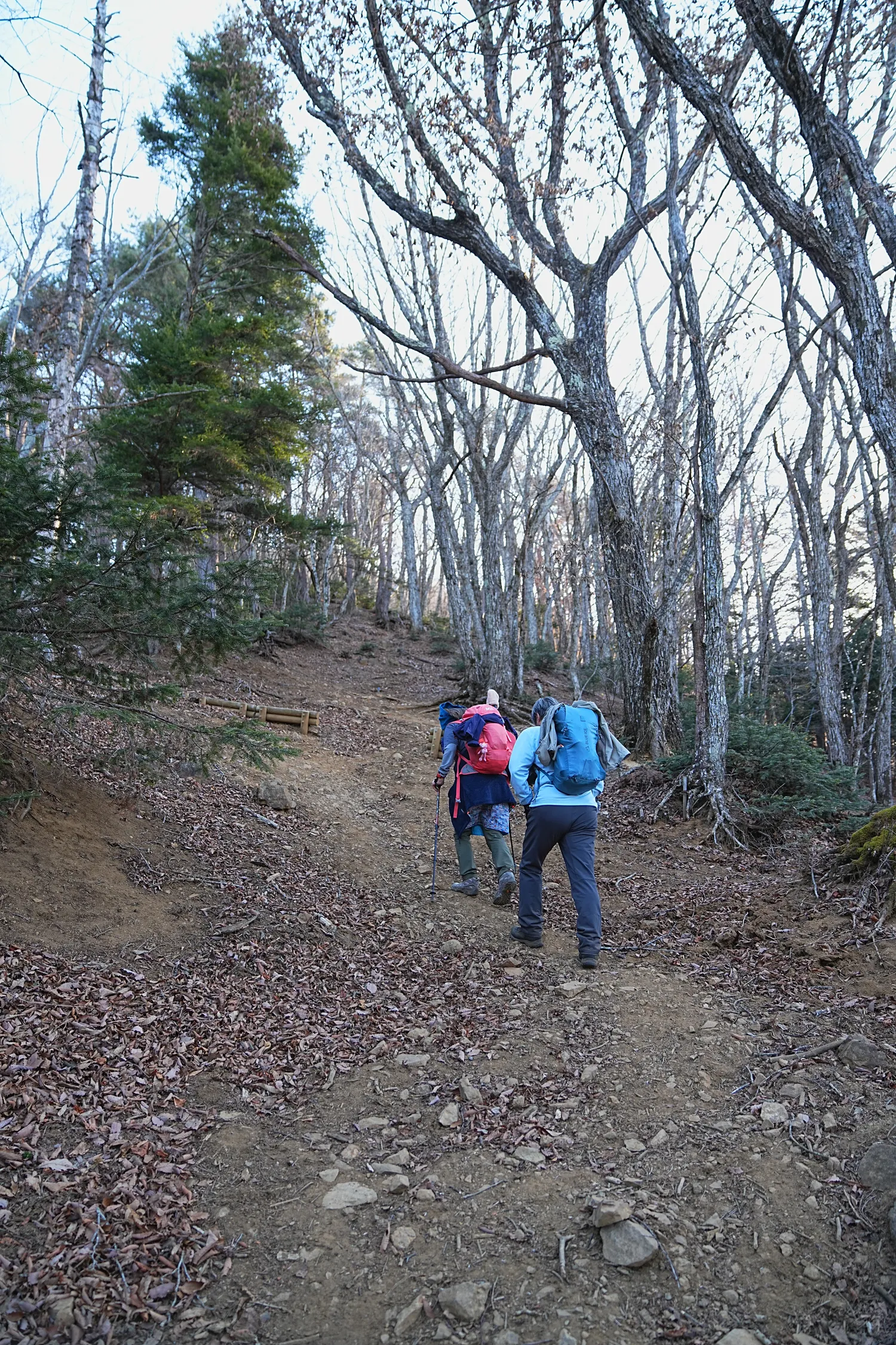 巨大な富士山を見に、山梨県 三ツ峠山へ