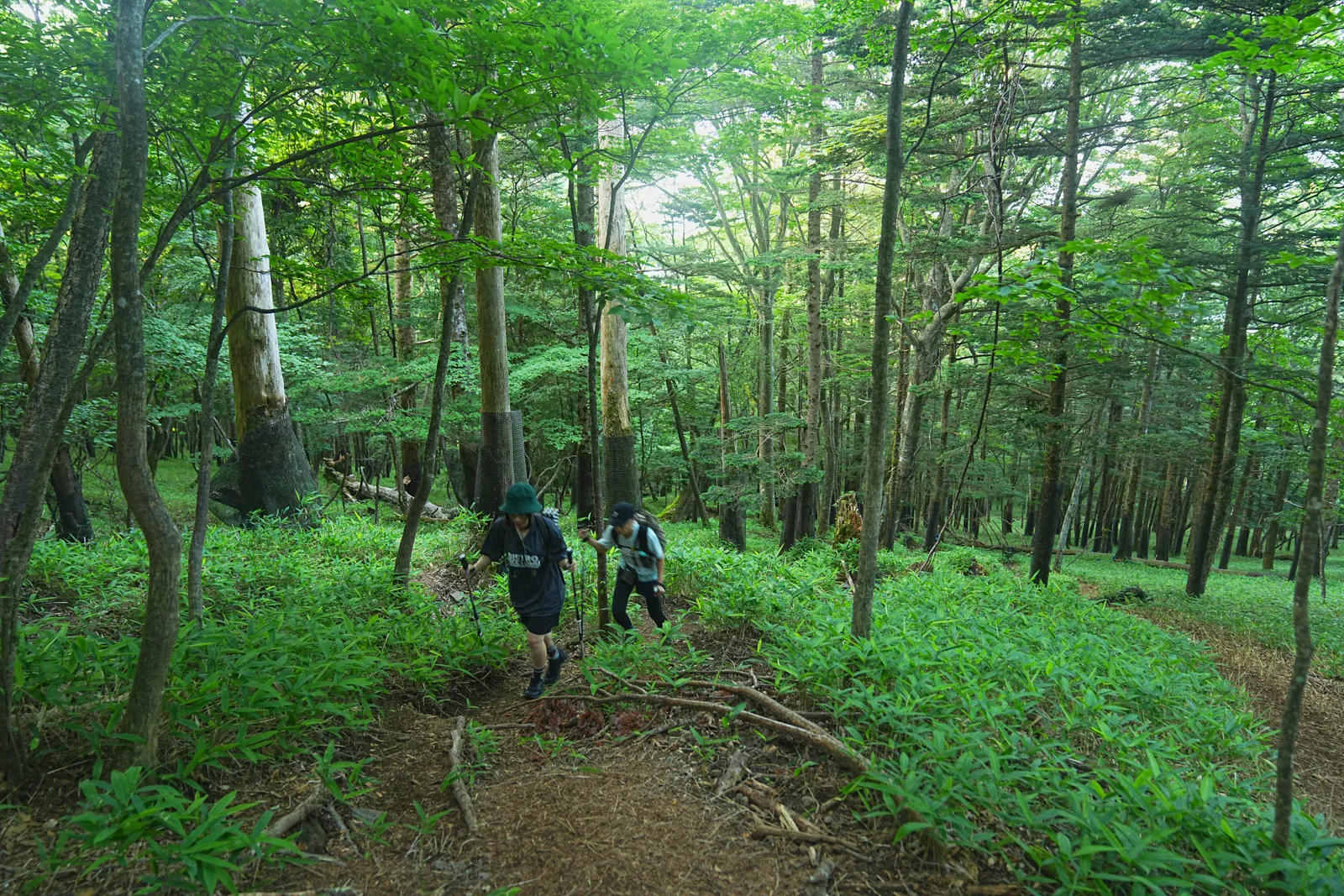 夏休みに登ろう！日光の百名山・男体山！