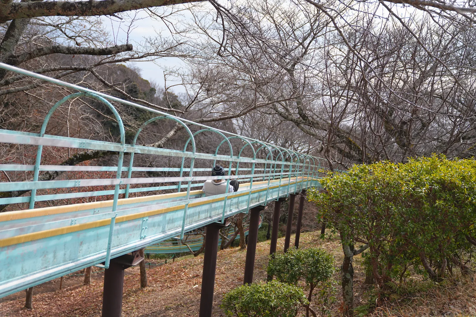 菜の花と春を求めて、二宮の吾妻山公園へ