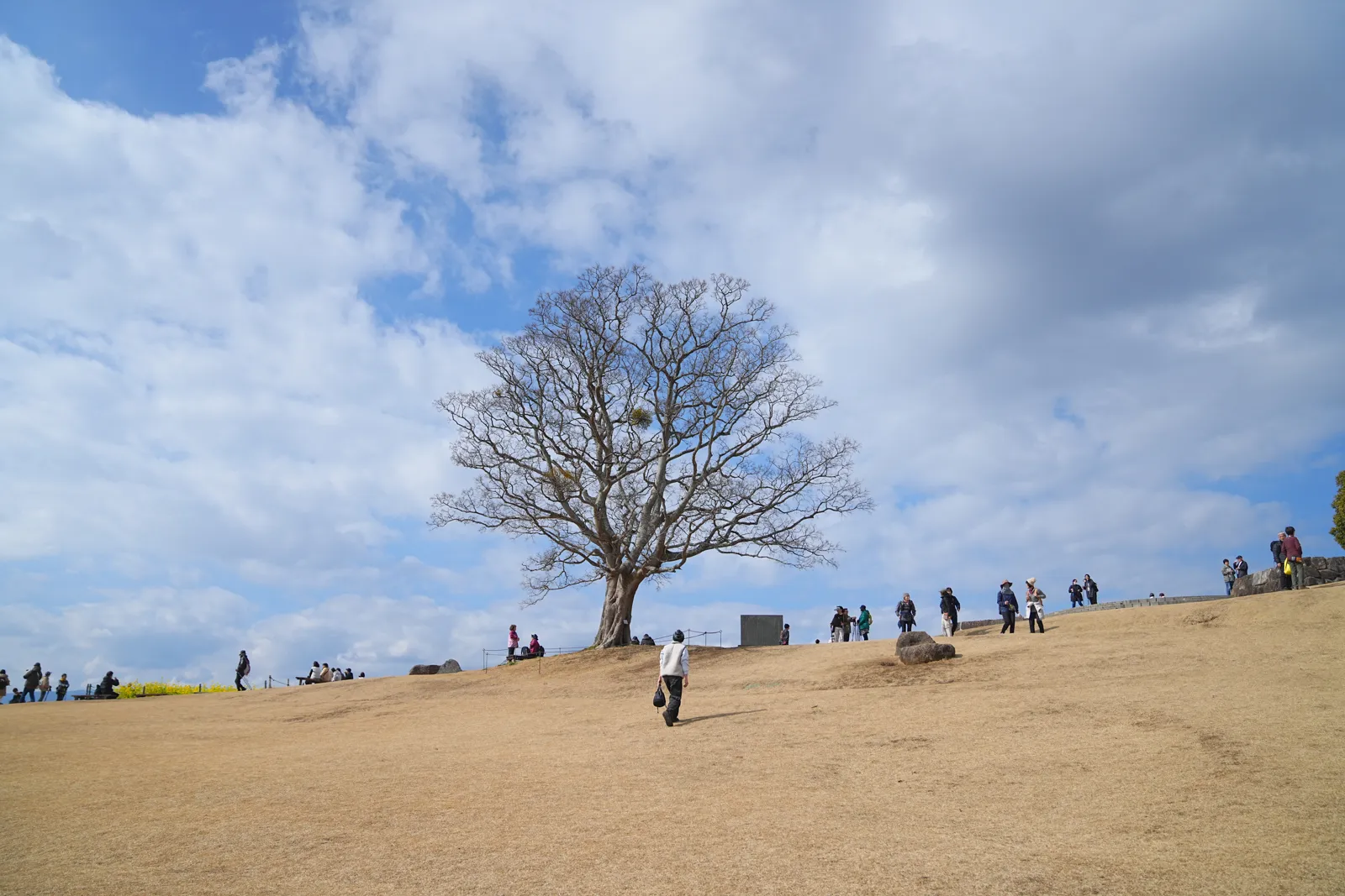 菜の花と春を求めて、二宮の吾妻山公園へ