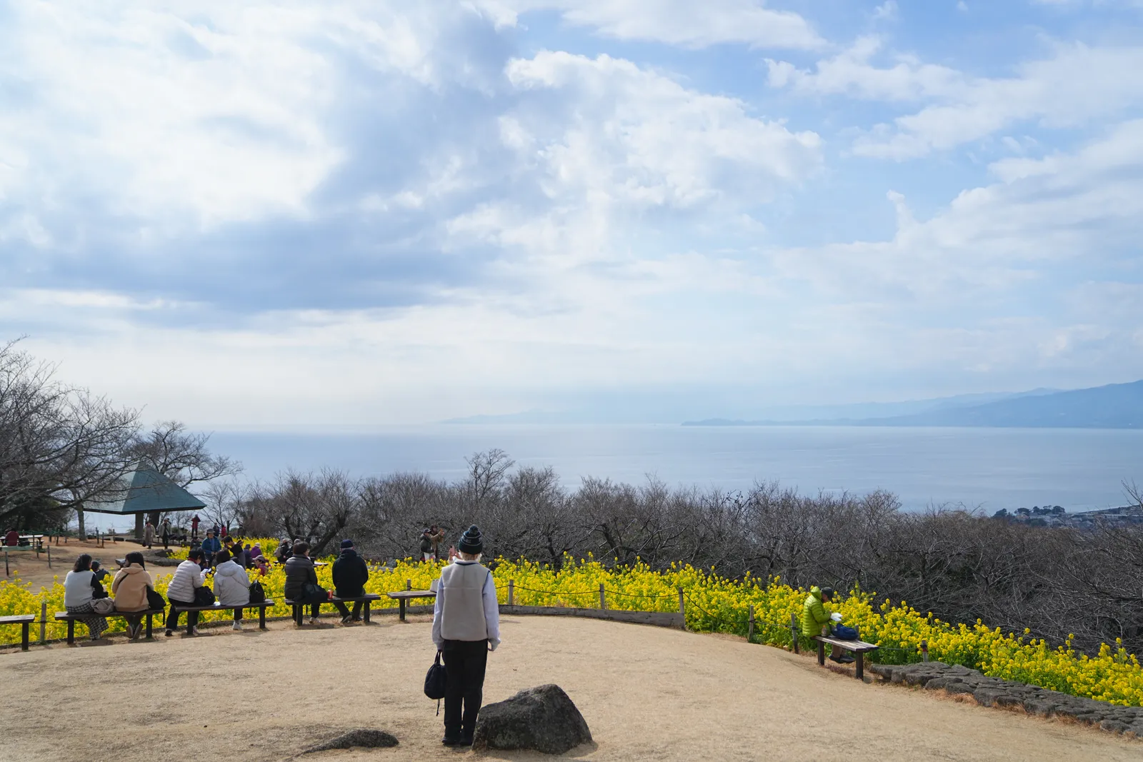 菜の花と春を求めて、二宮の吾妻山公園へ