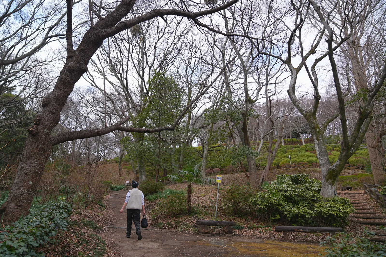 菜の花と春を求めて、二宮の吾妻山公園へ