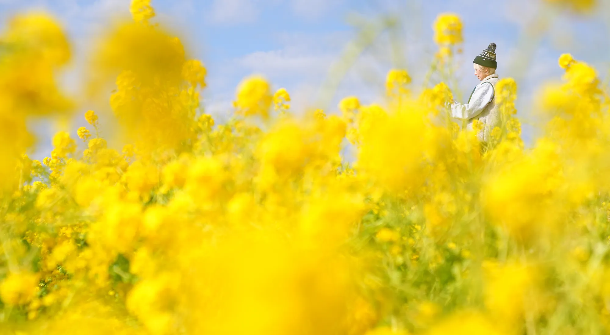 菜の花と春を求めて、二宮の吾妻山公園へ