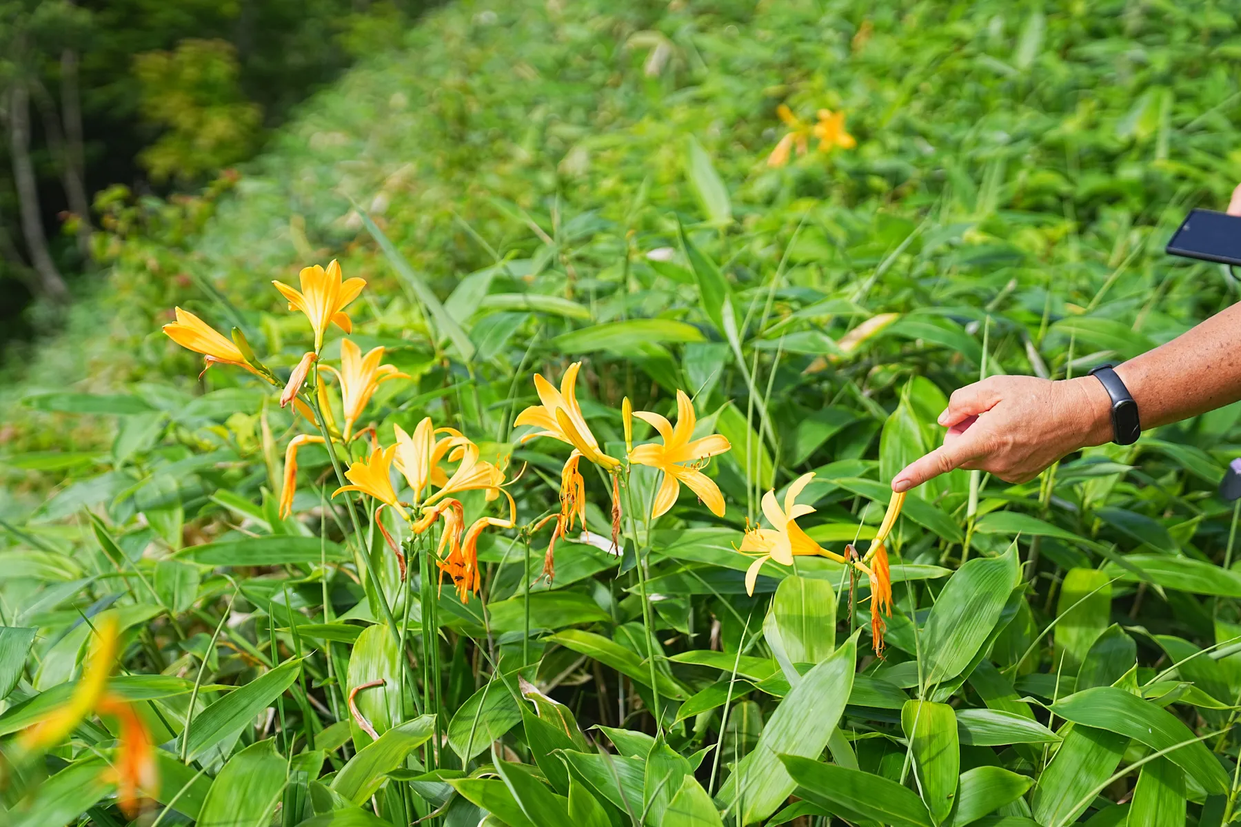 ニッコウキスゲ満開！お花の楽園「野反湖」グルっとハイキング