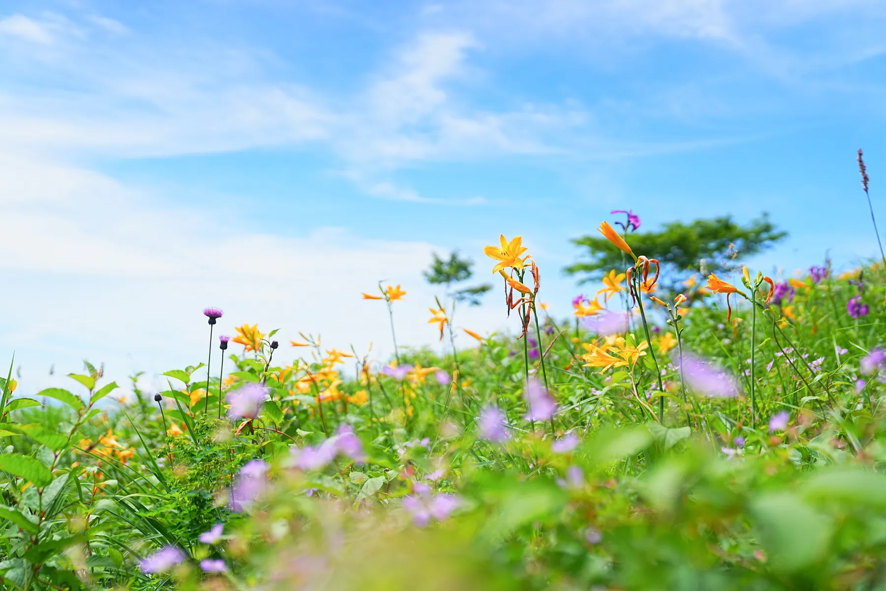 ニッコウキスゲ満開！お花の楽園「野反湖」グルっとハイキング