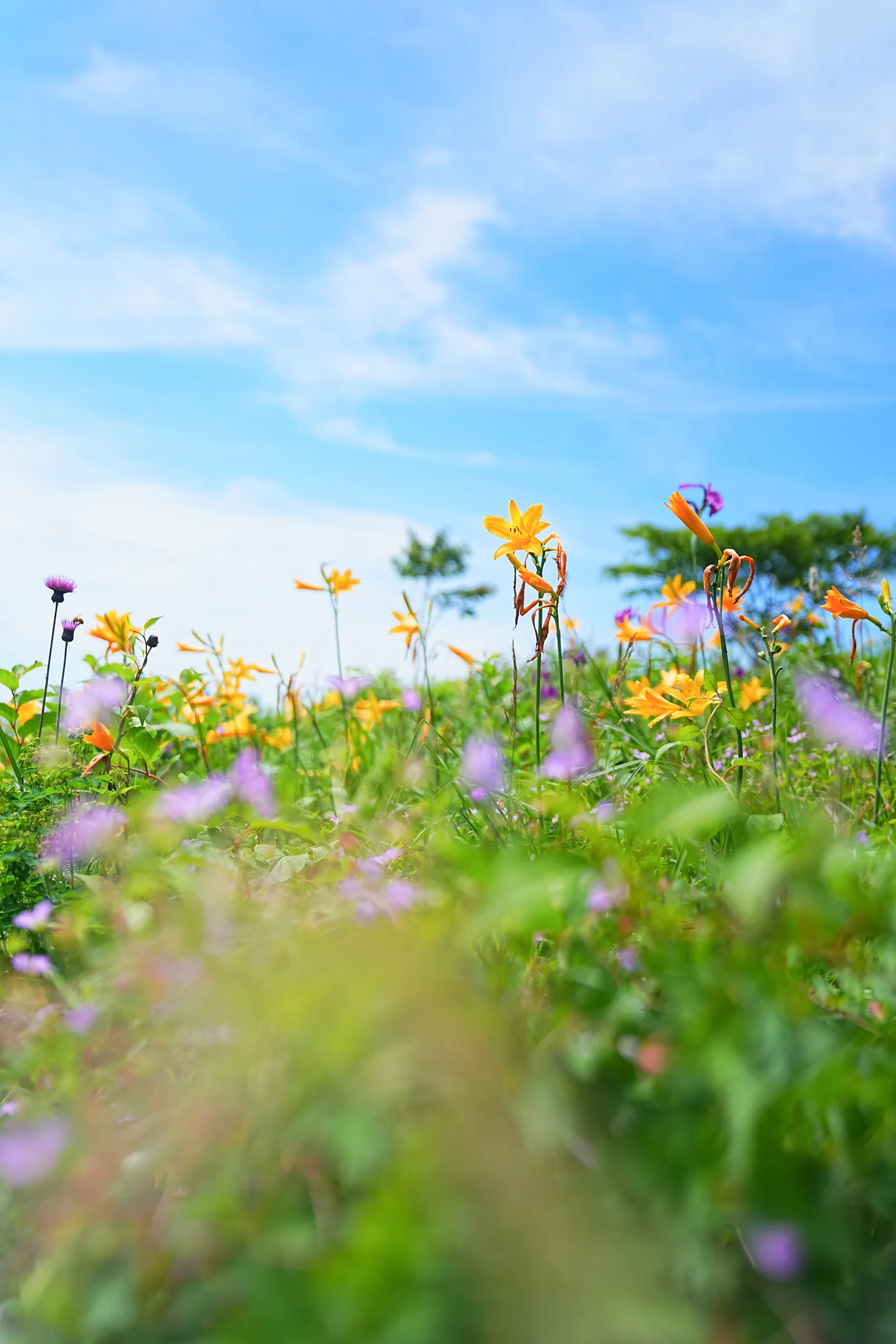 ニッコウキスゲ満開！お花の楽園「野反湖」グルっとハイキング