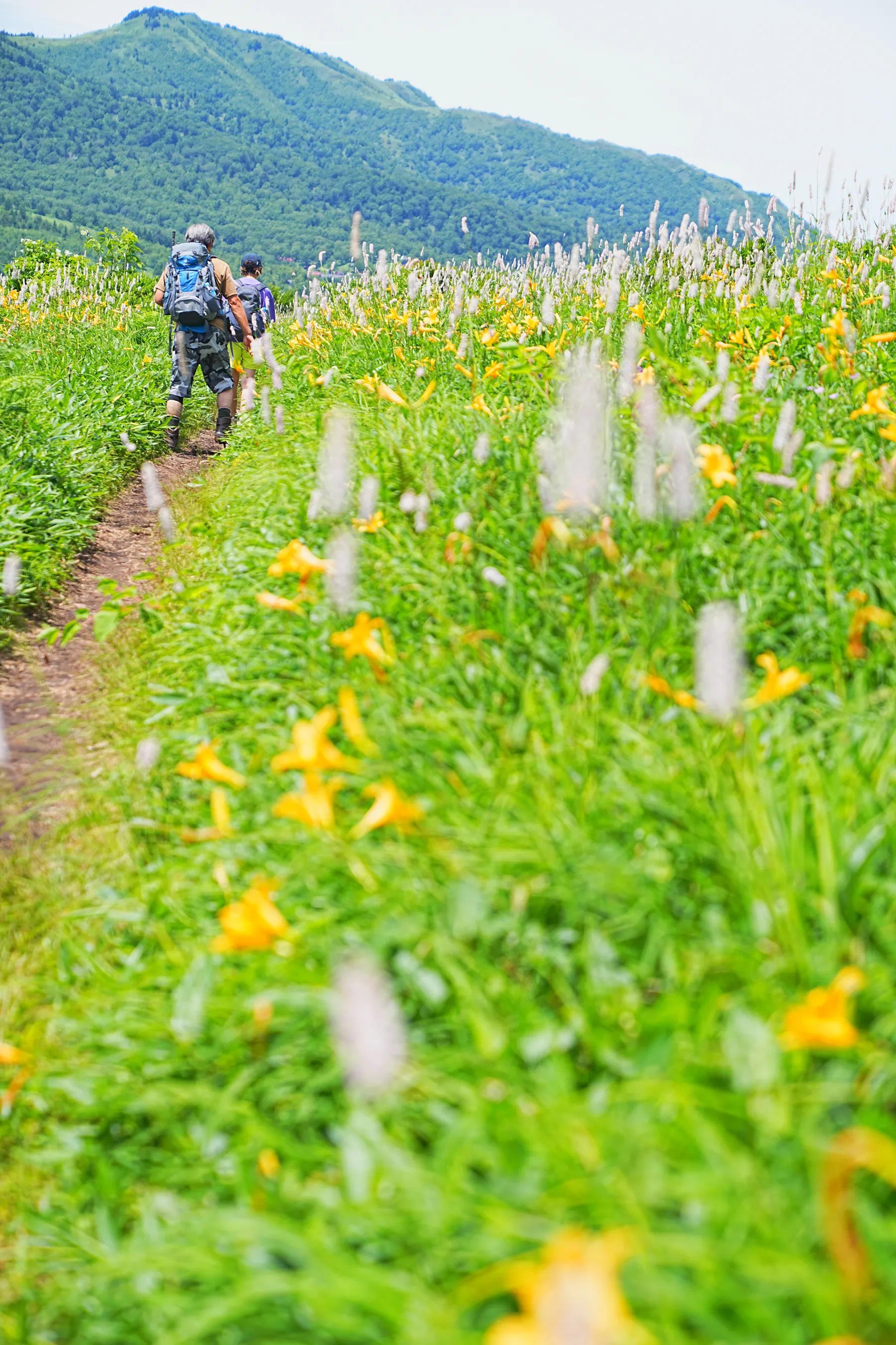 ニッコウキスゲ満開！お花の楽園「野反湖」グルっとハイキング