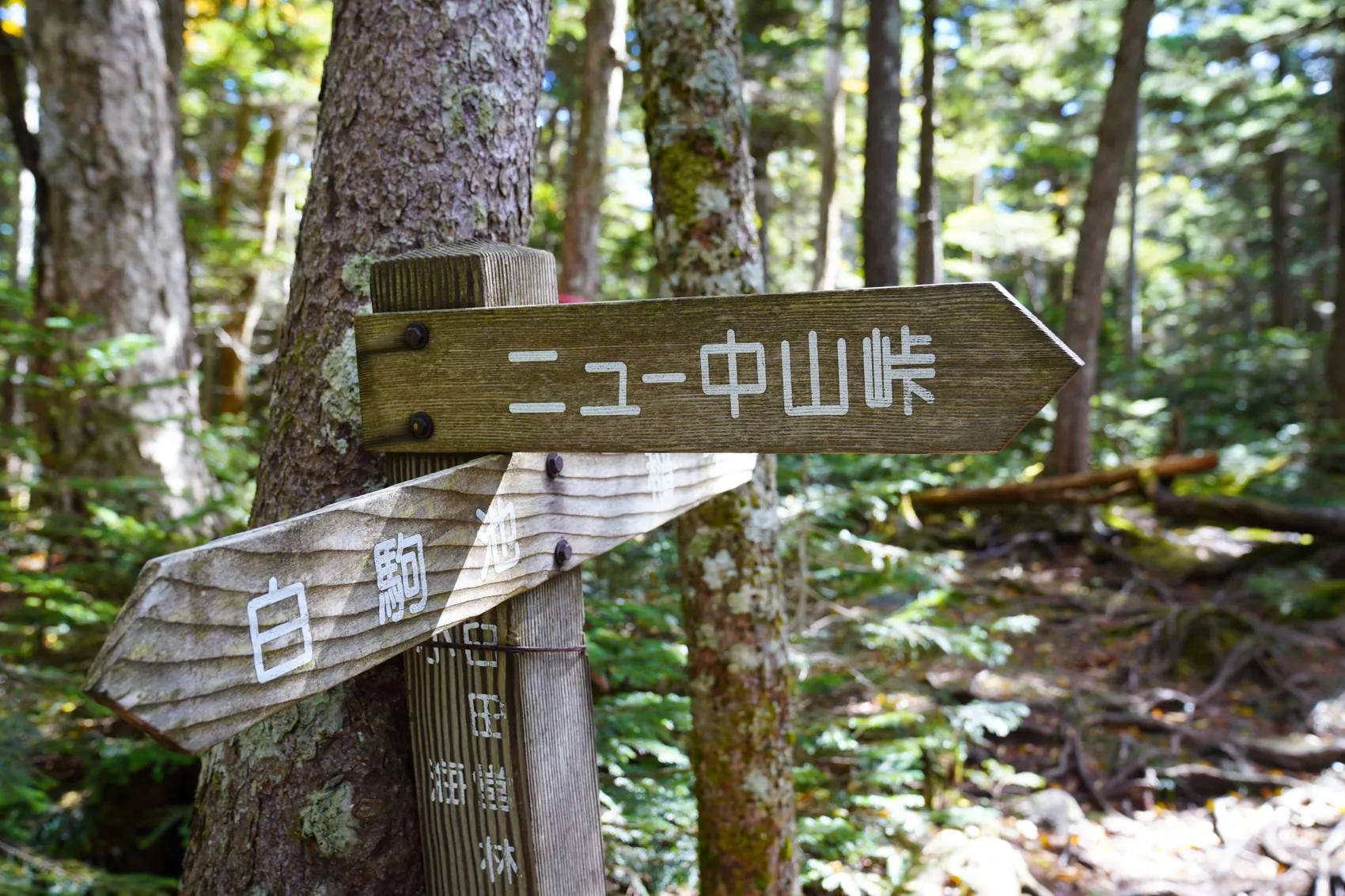 八ヶ岳 にゅうへ紅葉ハイキング！からの白駒荘ランチ