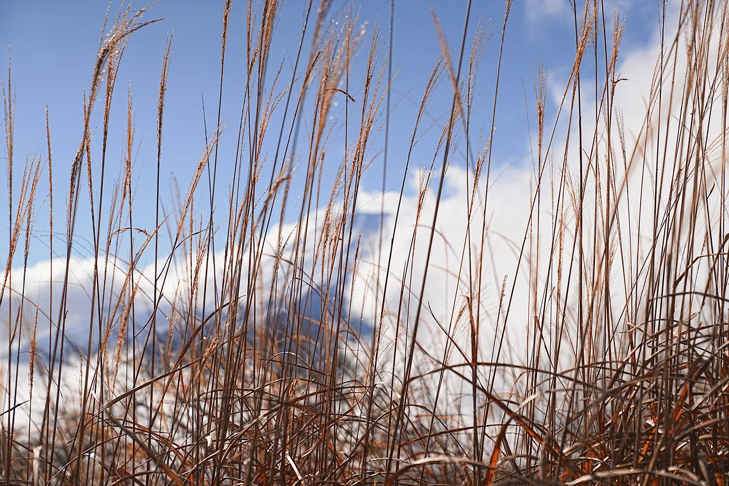 片道1時間で巨大な富士山！大平山を年末のんびりハイキング。