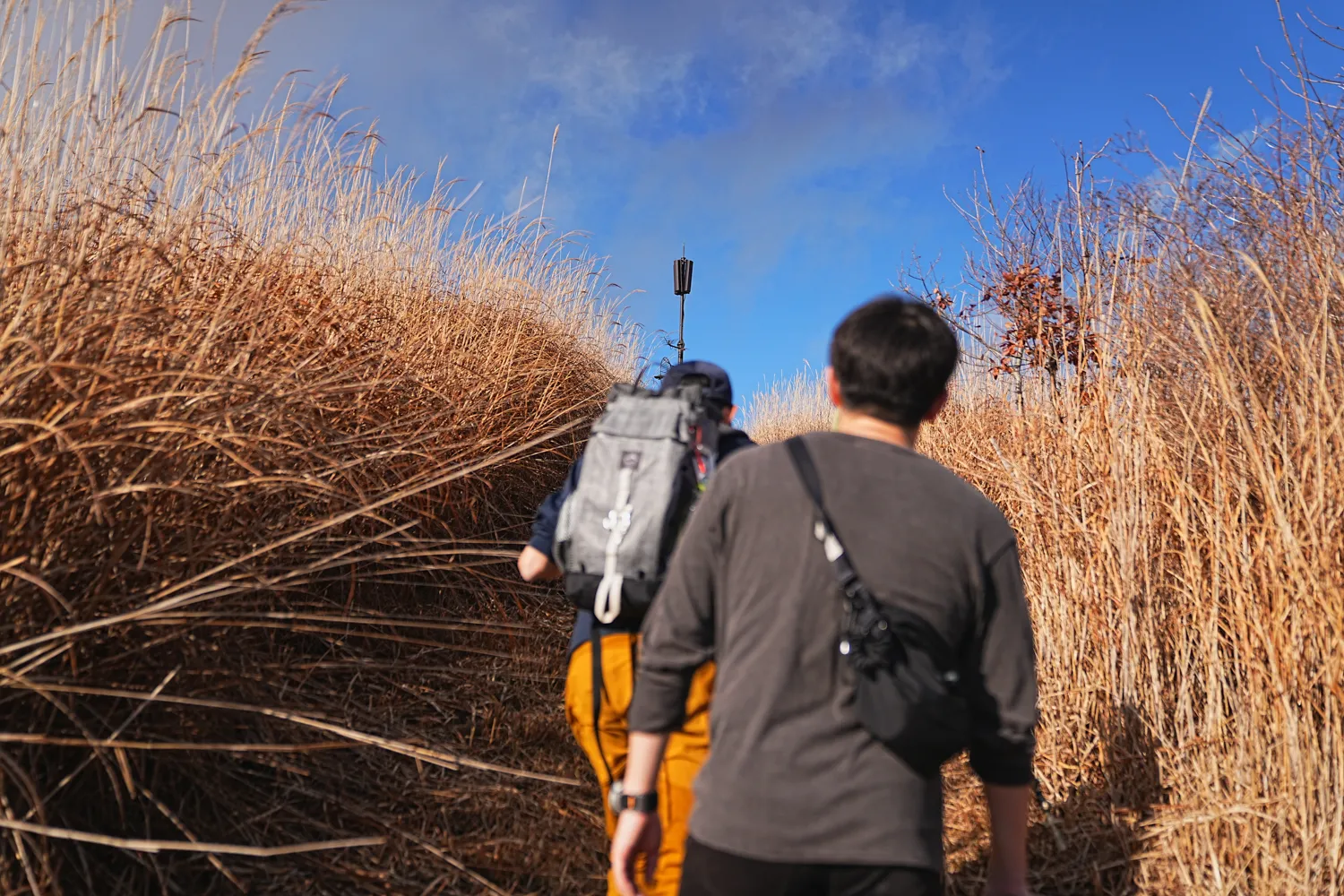 片道1時間で巨大な富士山！大平山を年末のんびりハイキング。