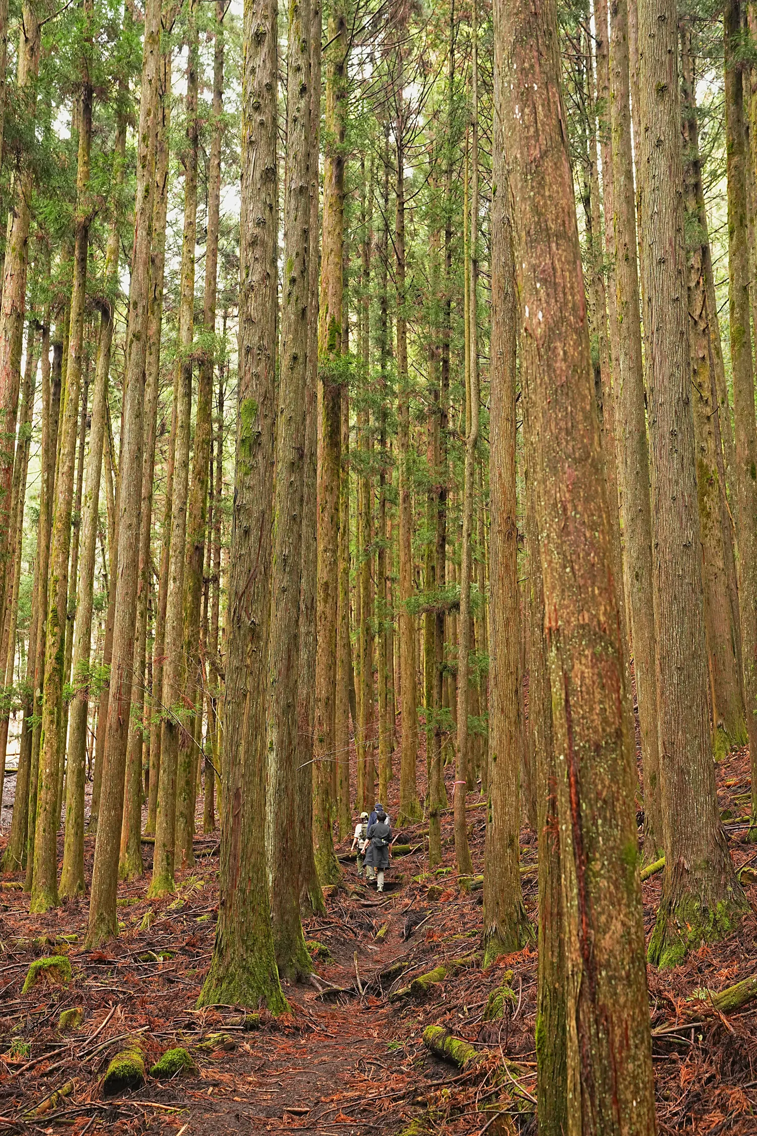 片道1時間で巨大な富士山！大平山を年末のんびりハイキング。