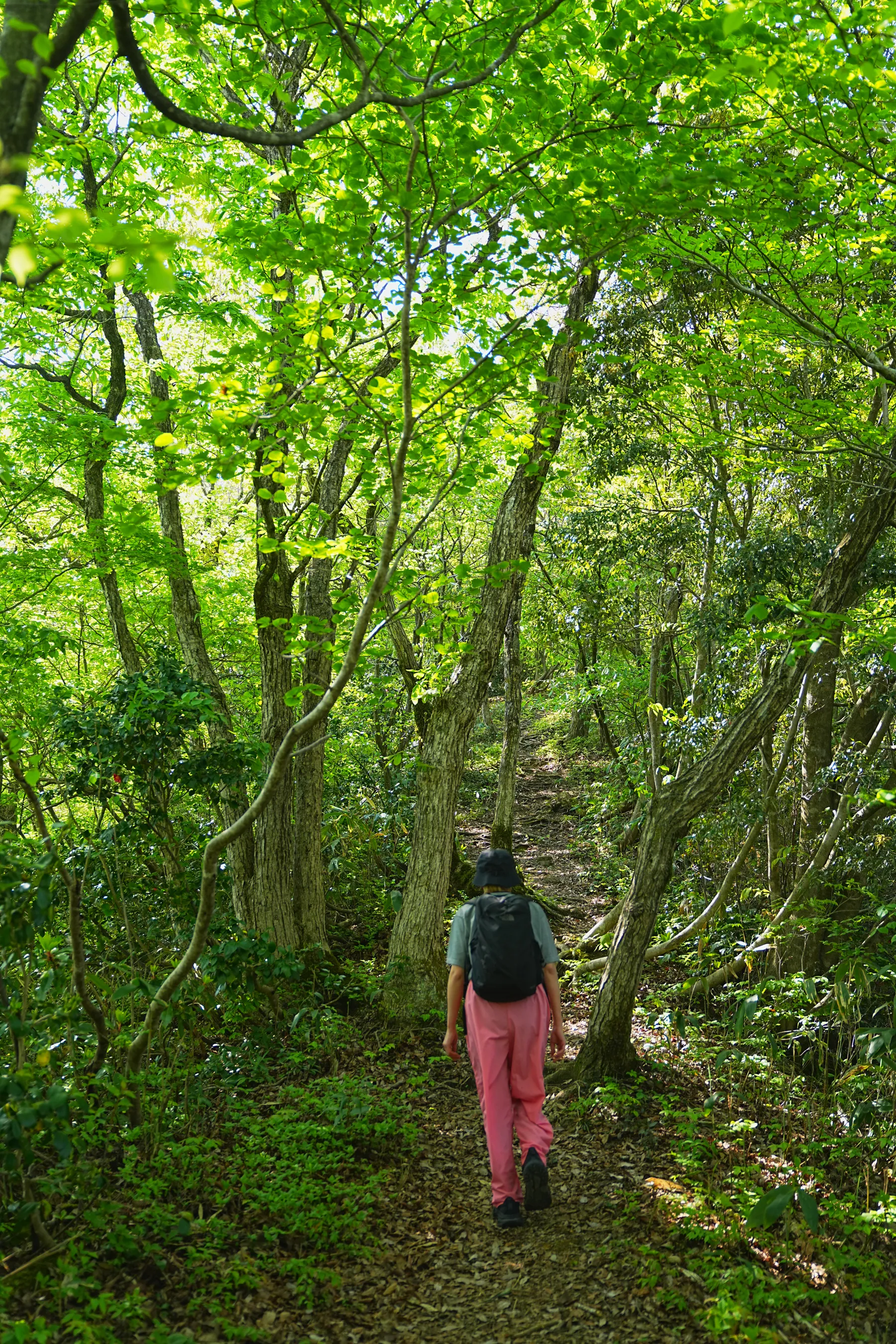 石川県小松市 奥城山 シャクナゲ満開レポート