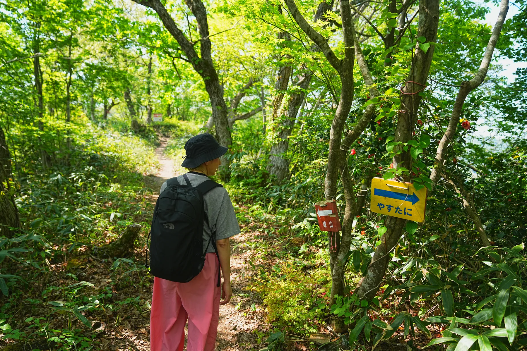 石川県小松市 奥城山 シャクナゲ満開レポート