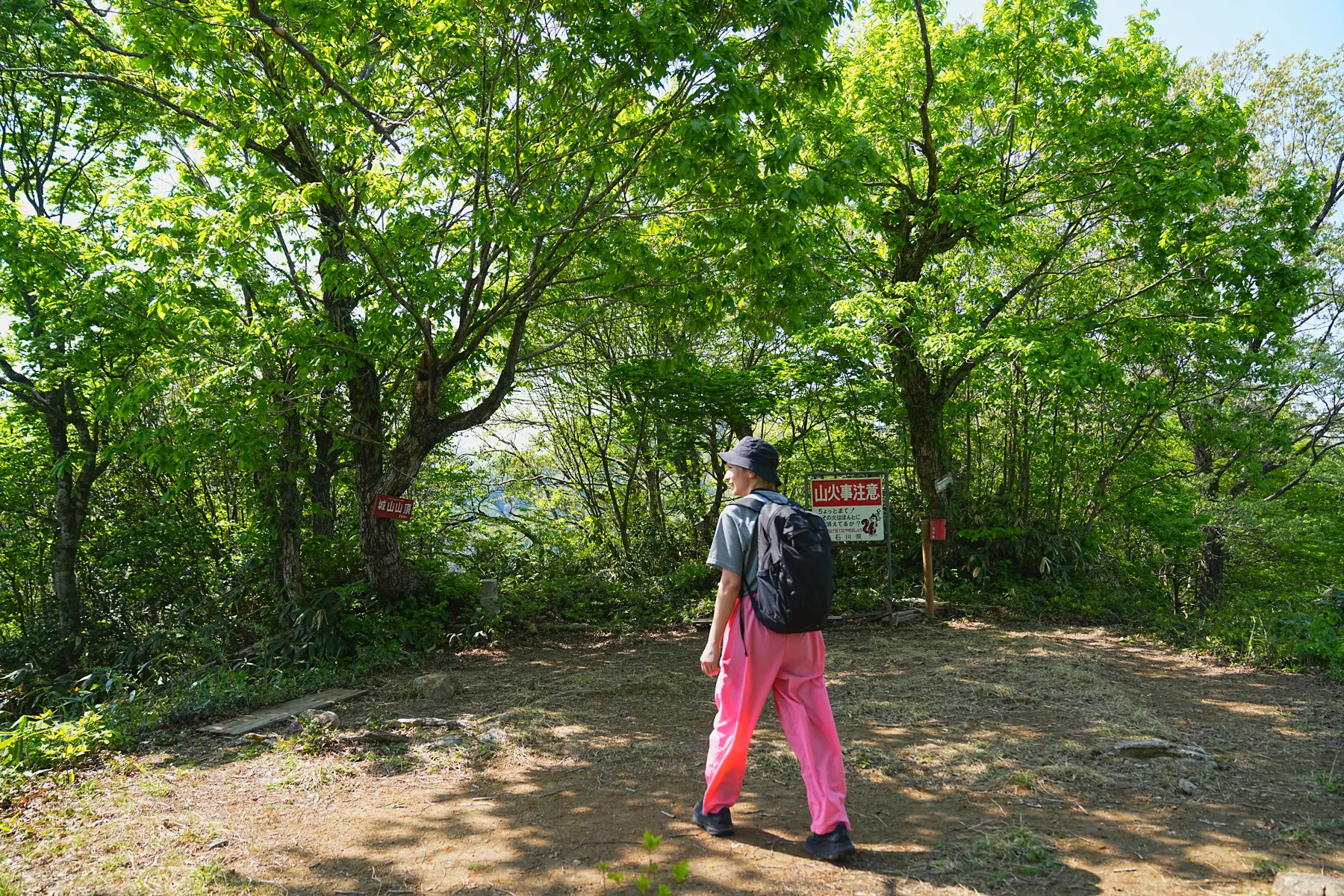 石川県小松市 奥城山 シャクナゲ満開レポート