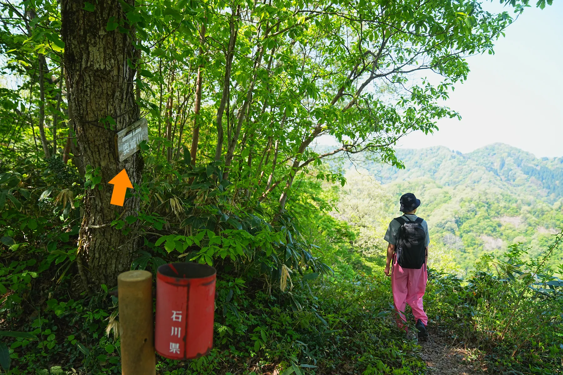 石川県小松市 奥城山 シャクナゲ満開レポート