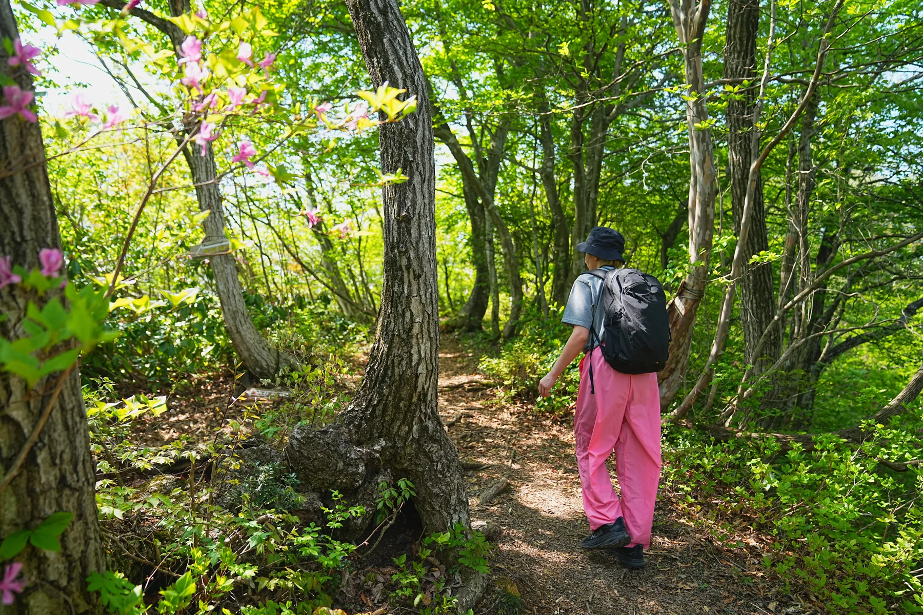 石川県小松市 奥城山 シャクナゲ満開レポート