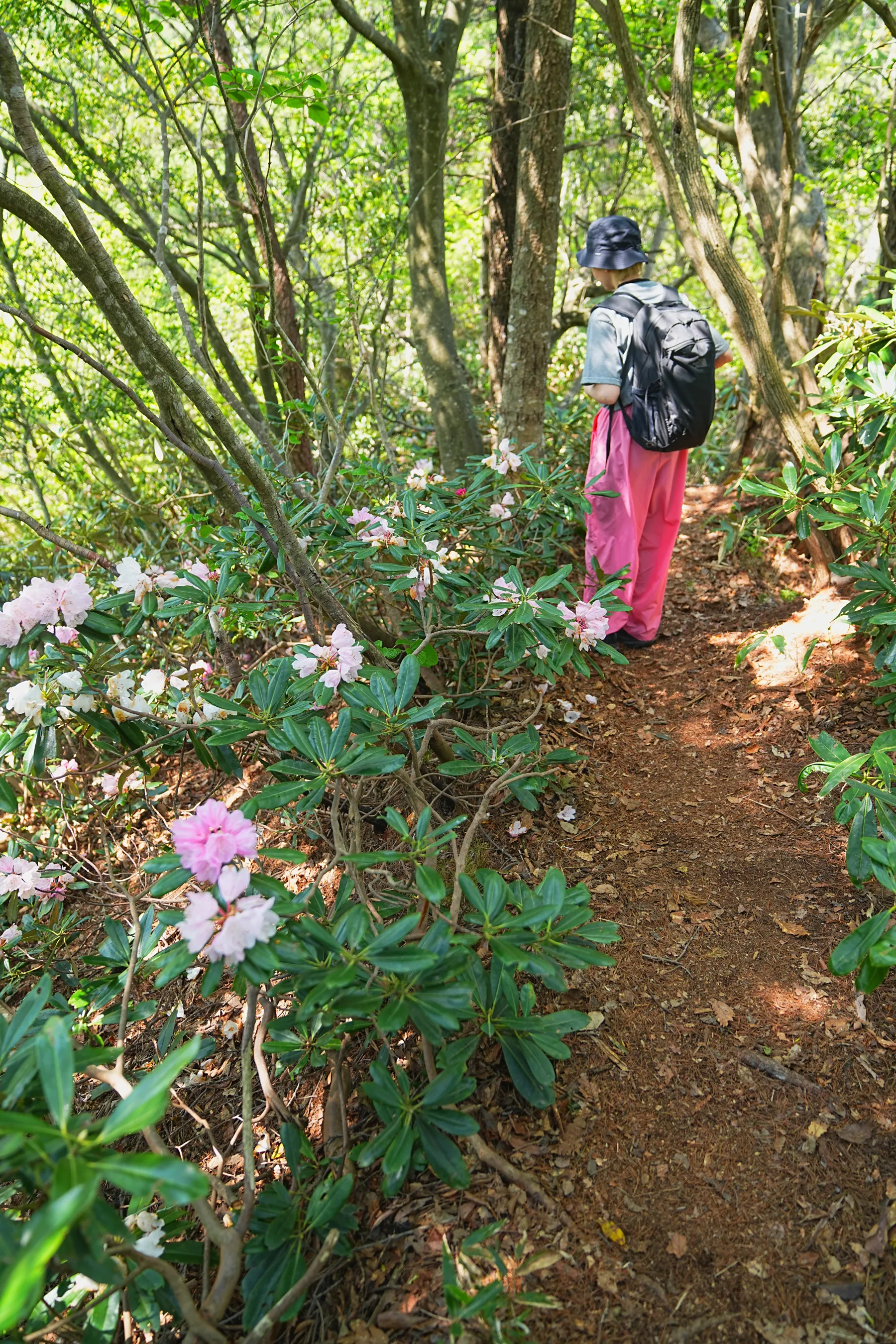 石川県小松市 奥城山 シャクナゲ満開レポート