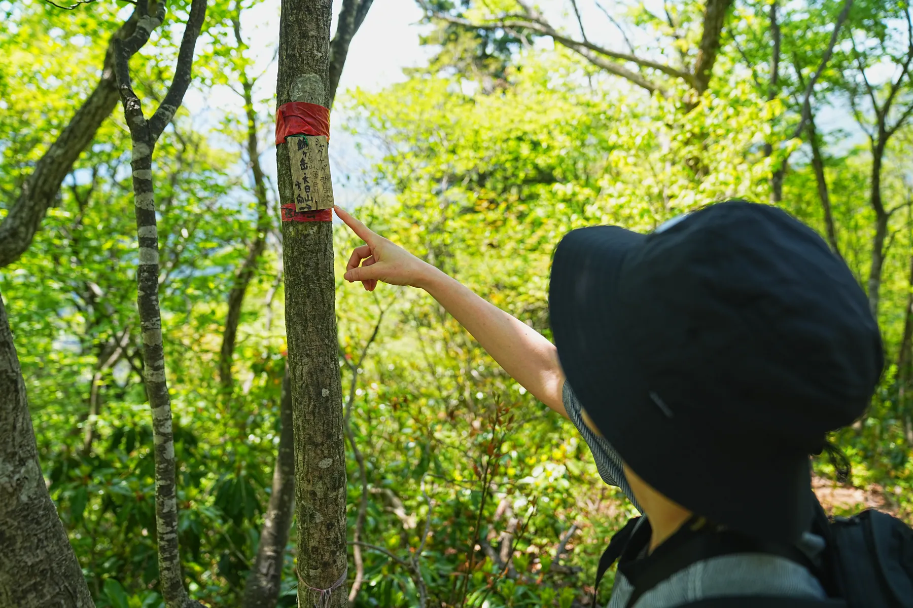 石川県小松市 奥城山 シャクナゲ満開レポート
