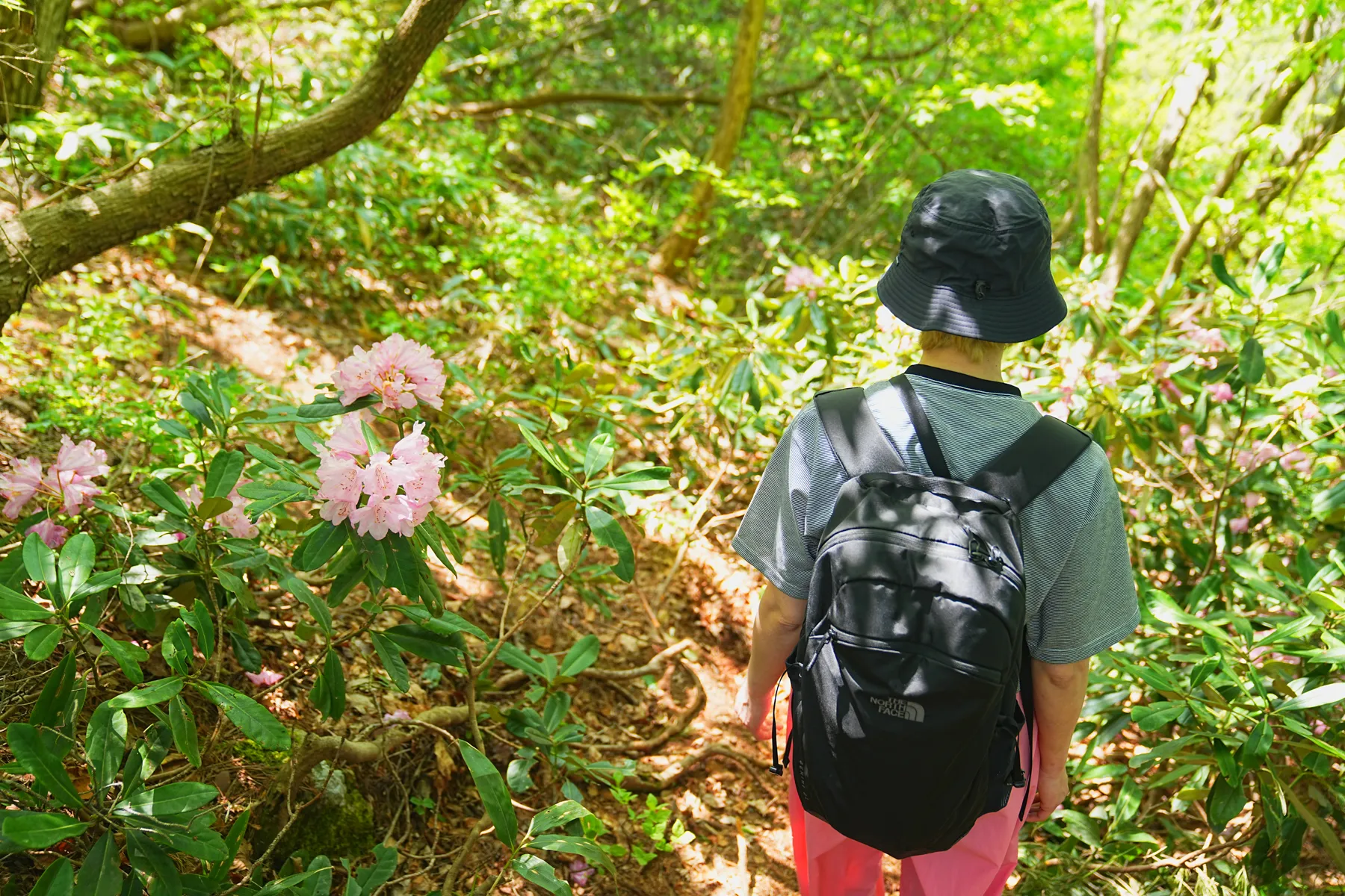 石川県小松市 奥城山 シャクナゲ満開レポート