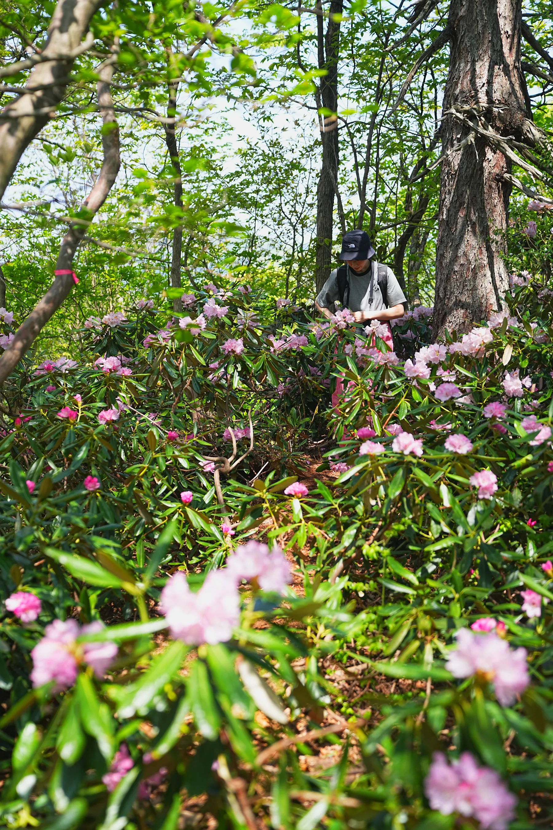 石川県小松市 奥城山 シャクナゲ満開レポート