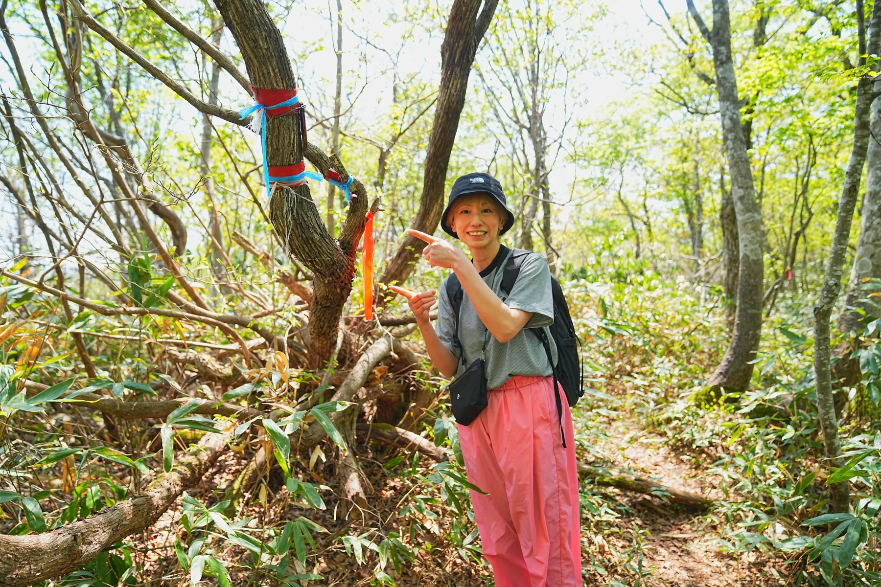 石川県小松市 奥城山 シャクナゲ満開レポート