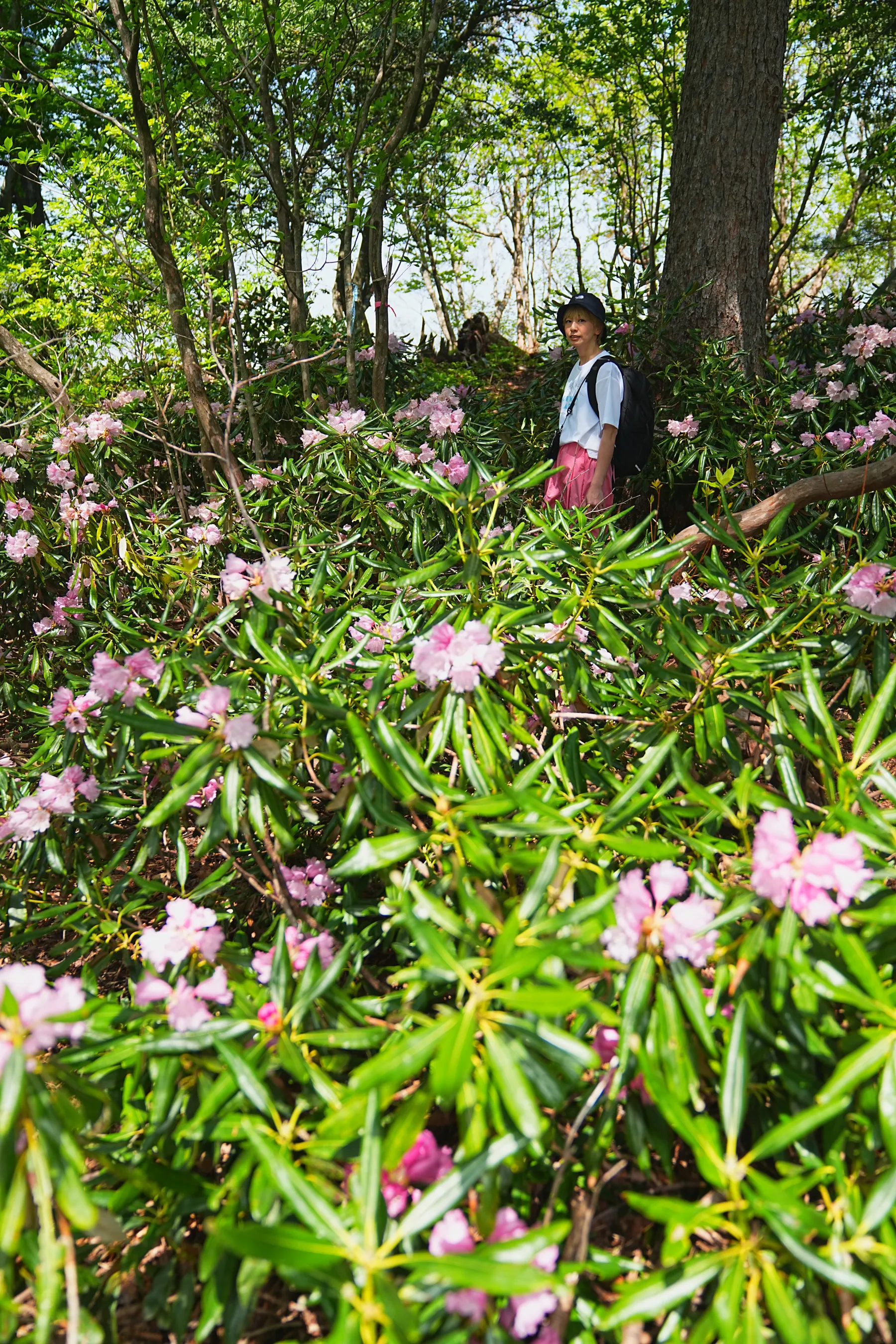 石川県小松市 奥城山 シャクナゲ満開レポート