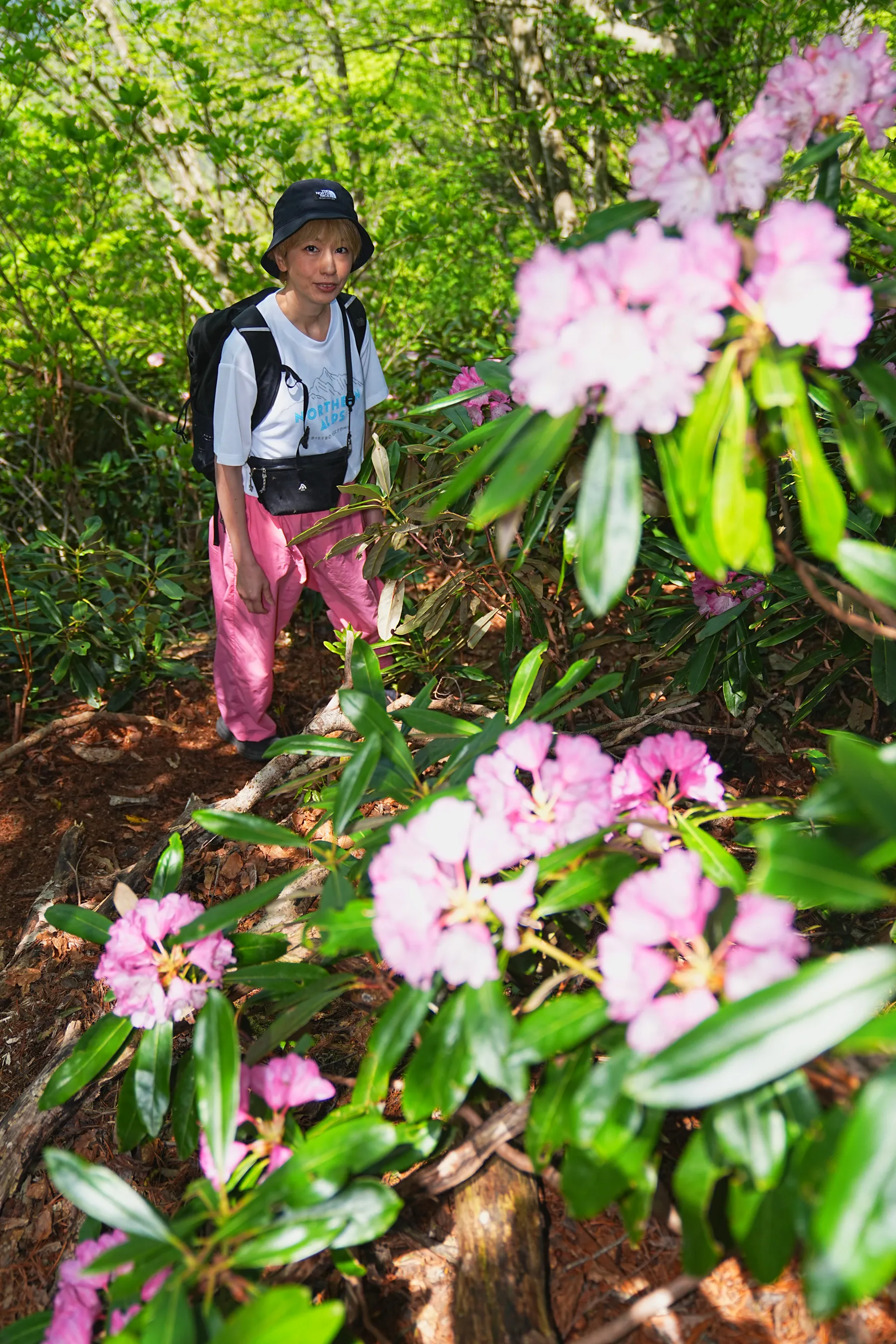 石川県小松市 奥城山 シャクナゲ満開レポート