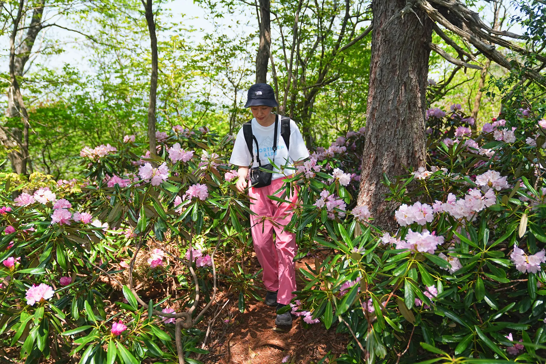 石川県小松市 奥城山 シャクナゲ満開レポート