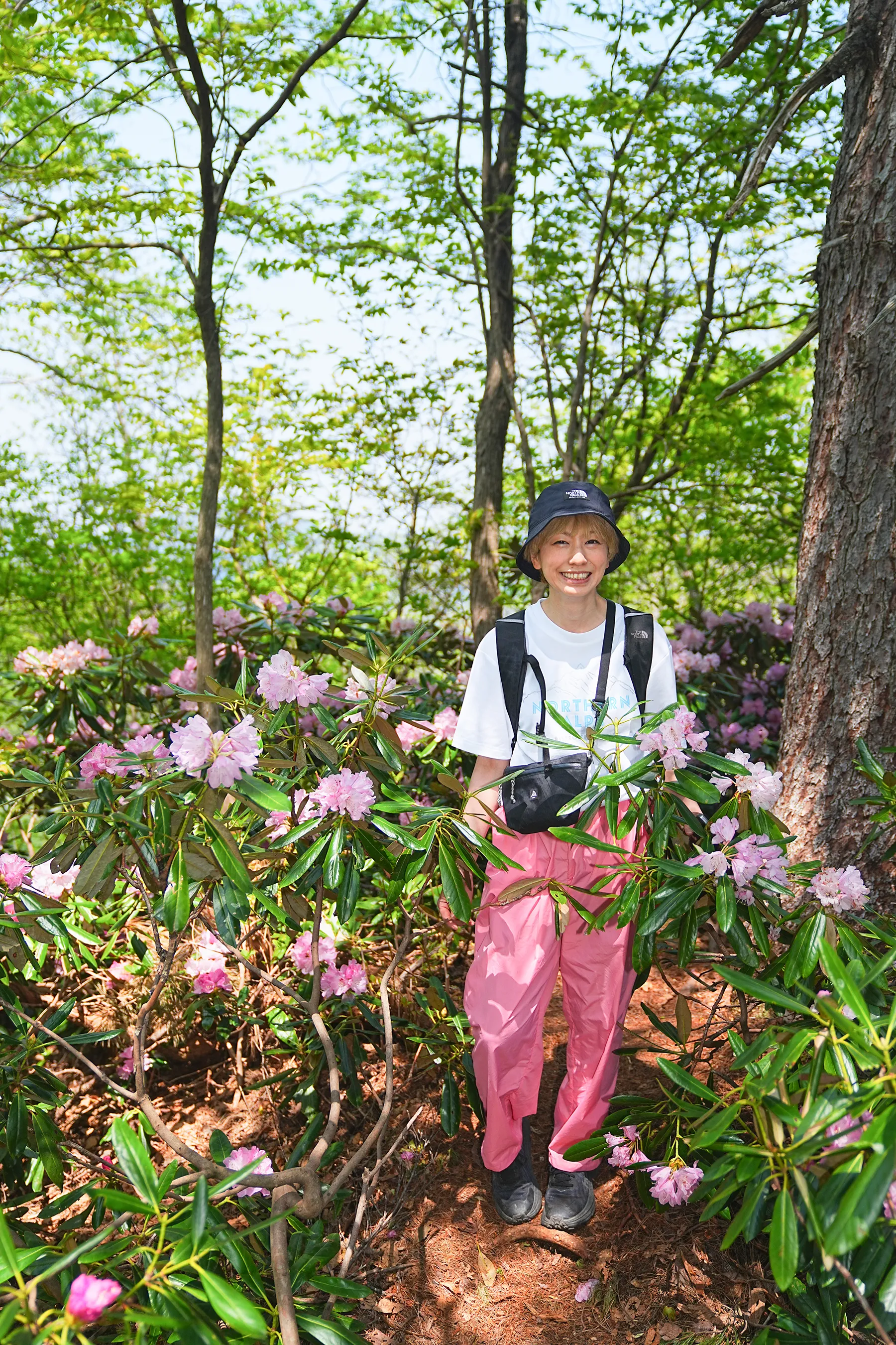 石川県小松市 奥城山 シャクナゲ満開レポート