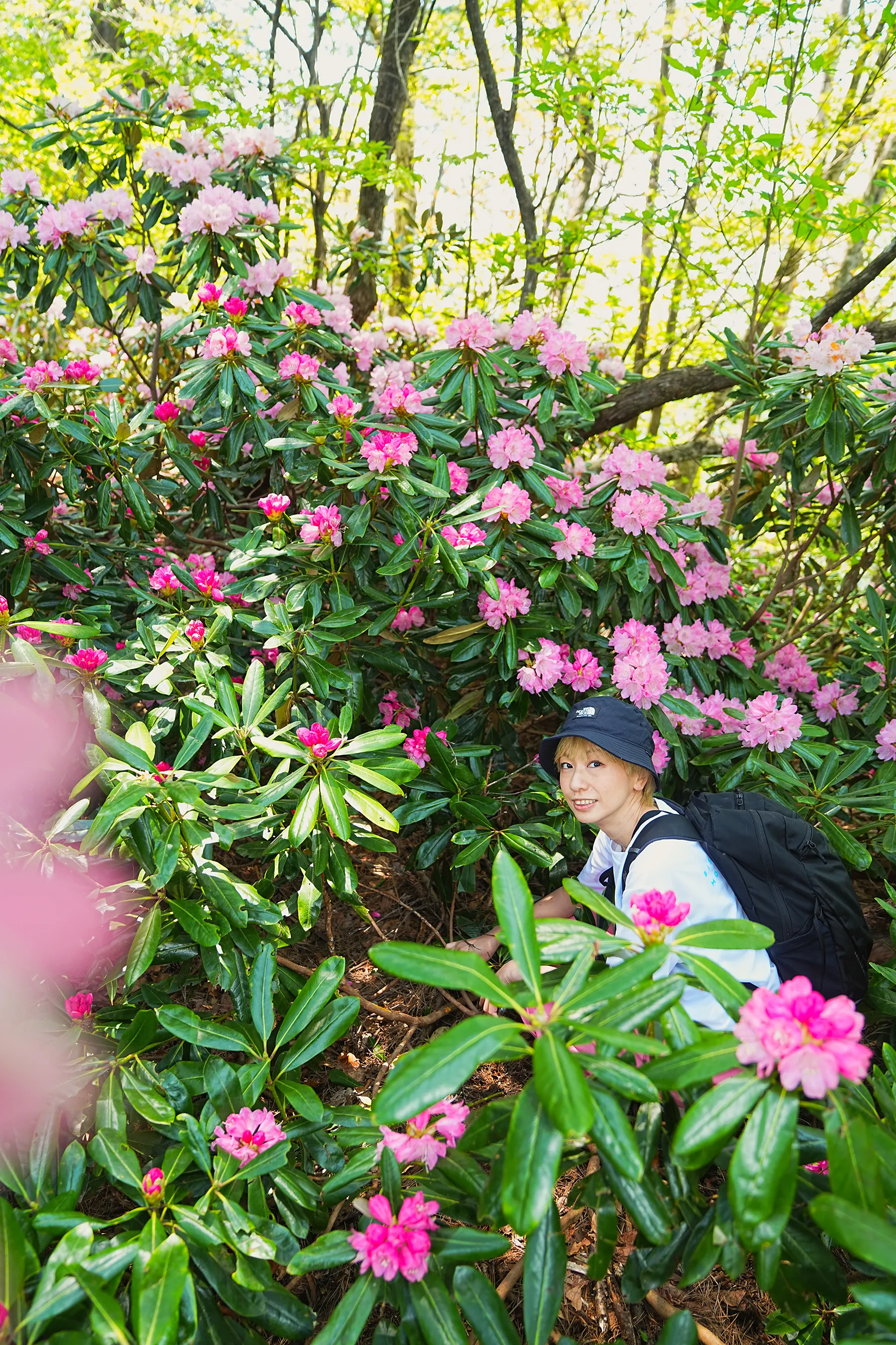 石川県小松市 奥城山 シャクナゲ満開レポート