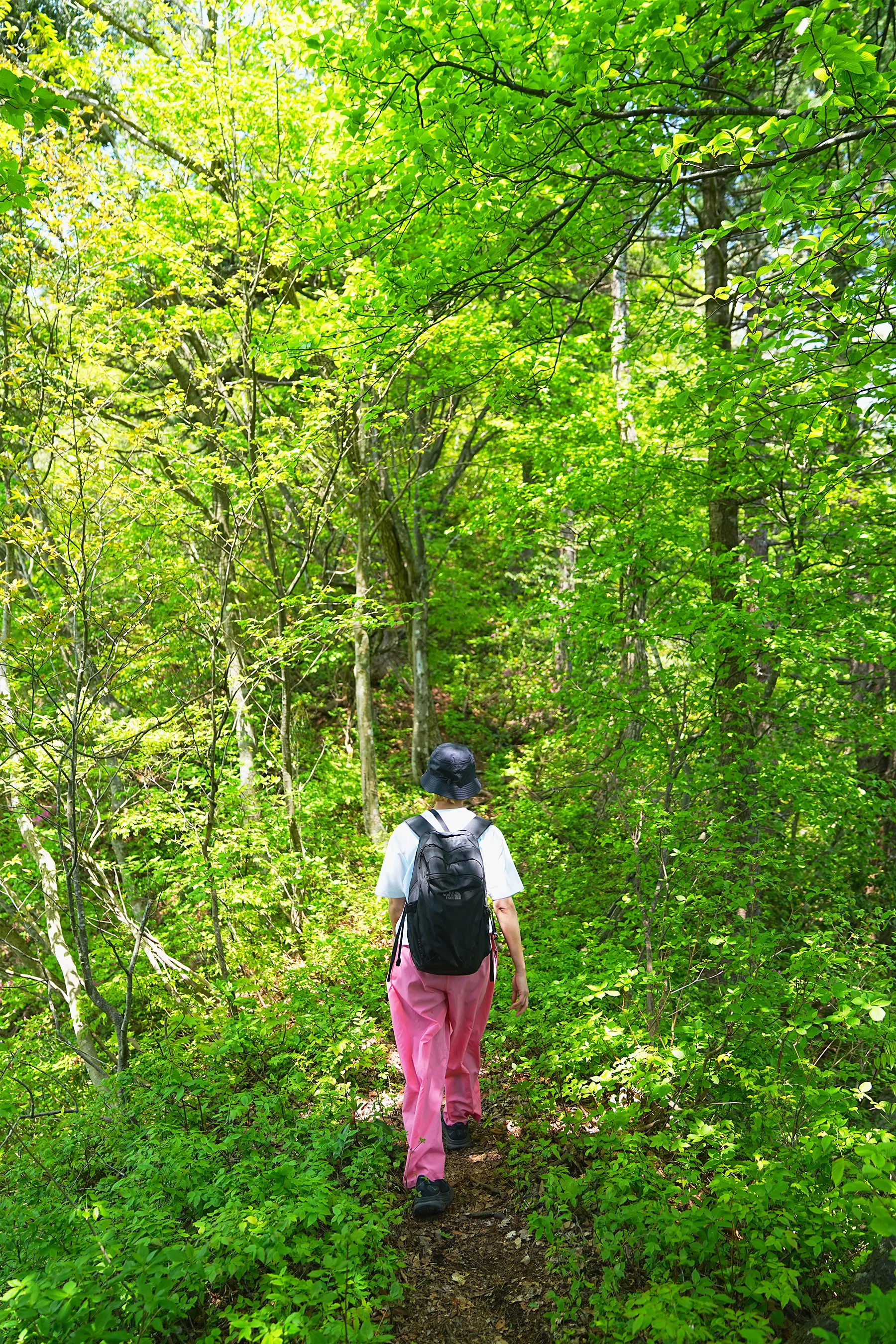 石川県小松市 奥城山 シャクナゲ満開レポート