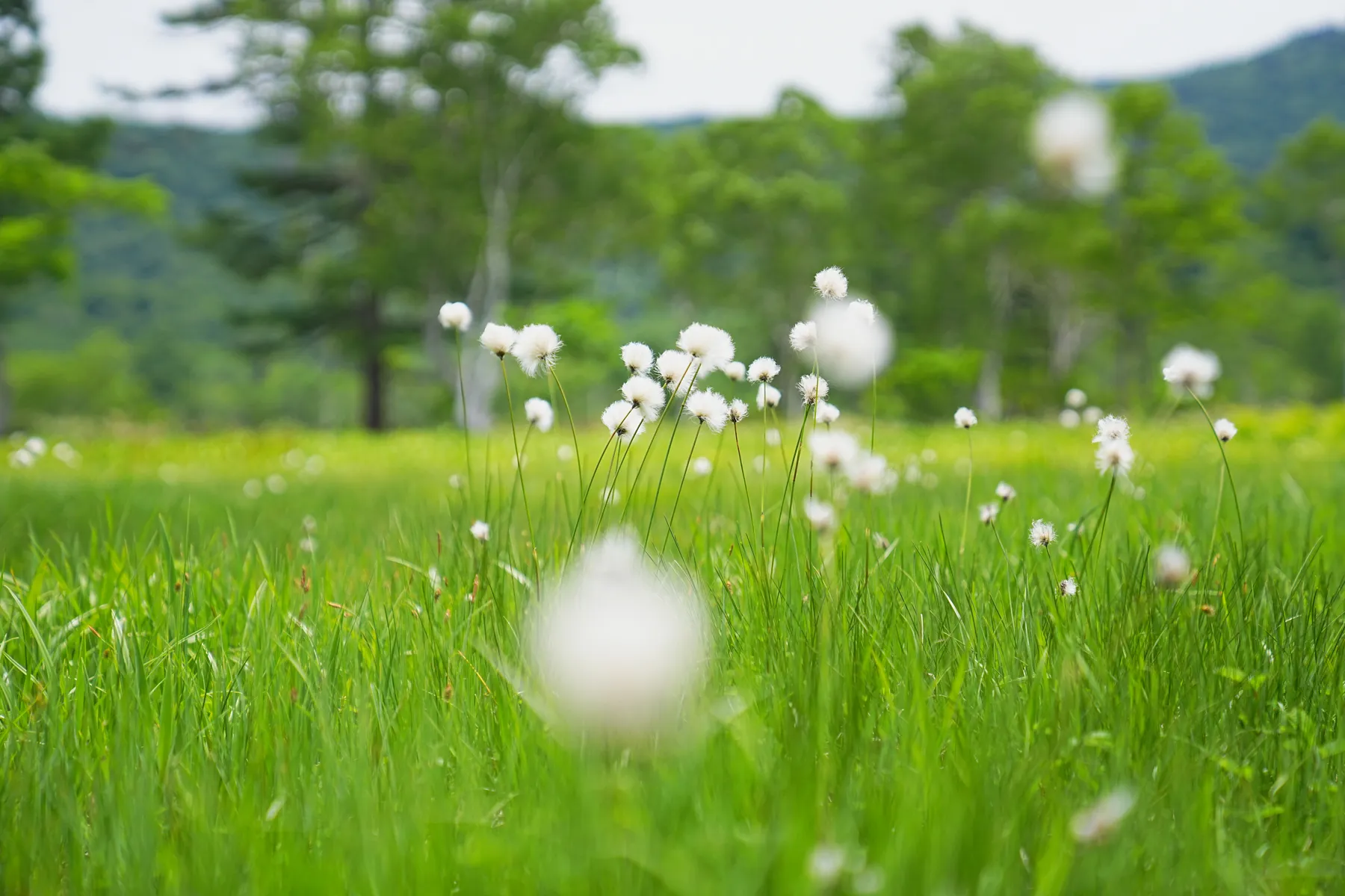 尾瀬・尾瀬小屋泊でお花ハイキング