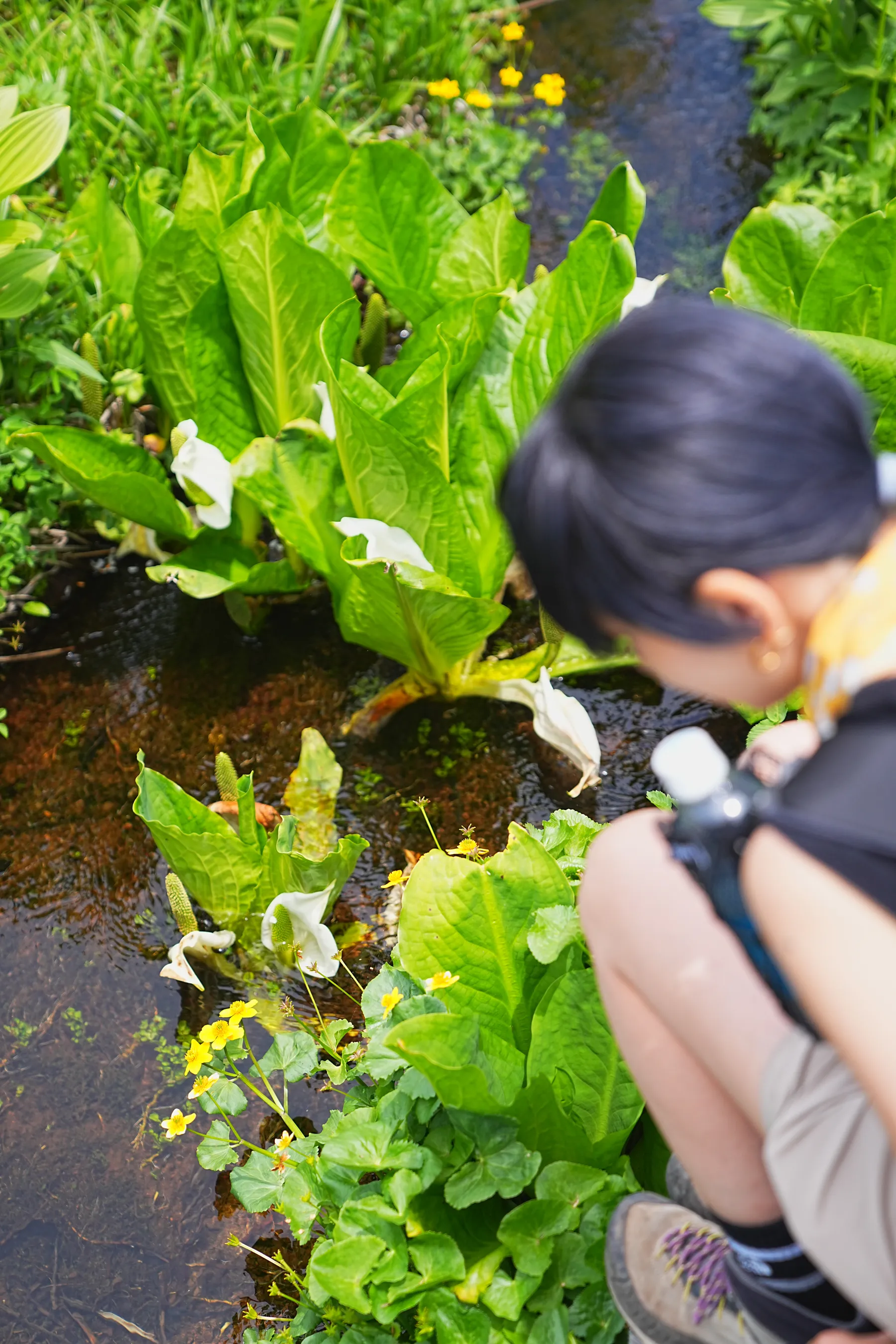 尾瀬・尾瀬小屋泊でお花ハイキング