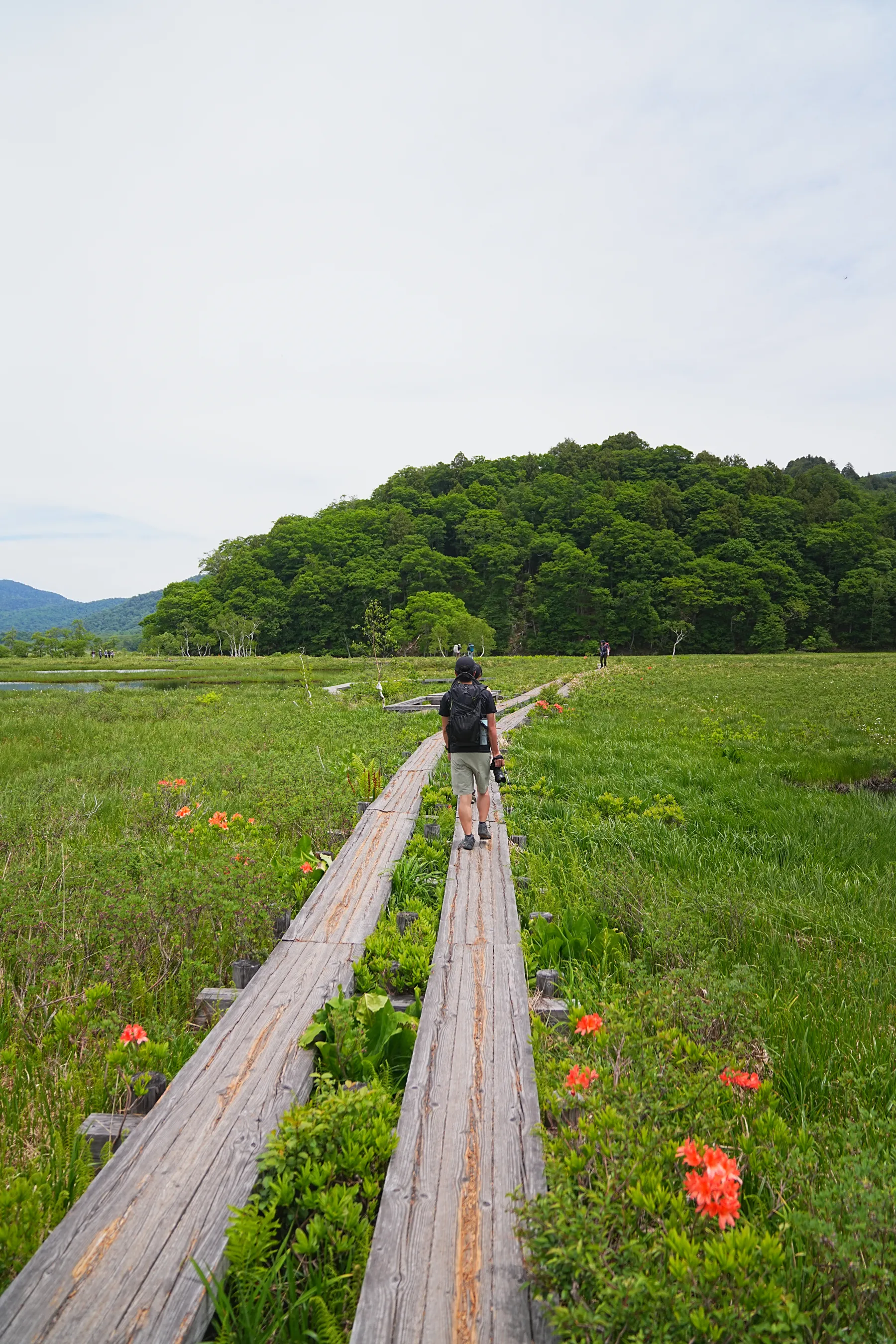 尾瀬・尾瀬小屋泊でお花ハイキング