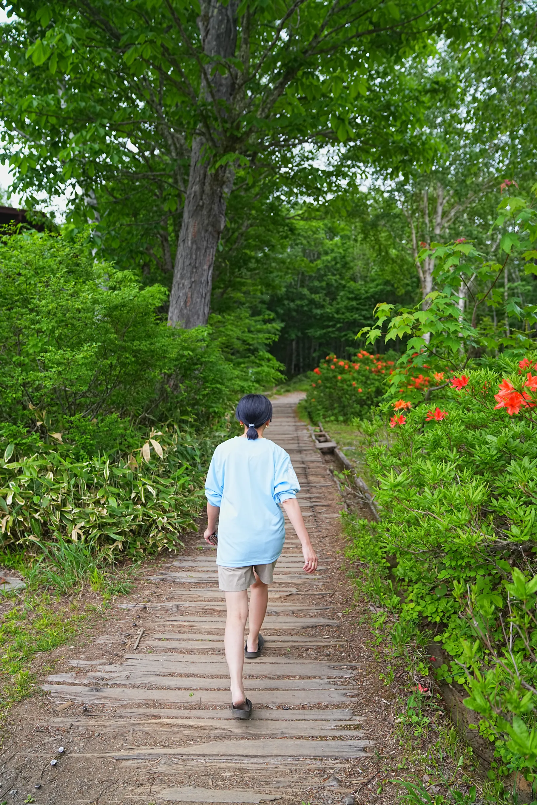 尾瀬・尾瀬小屋泊でお花ハイキング