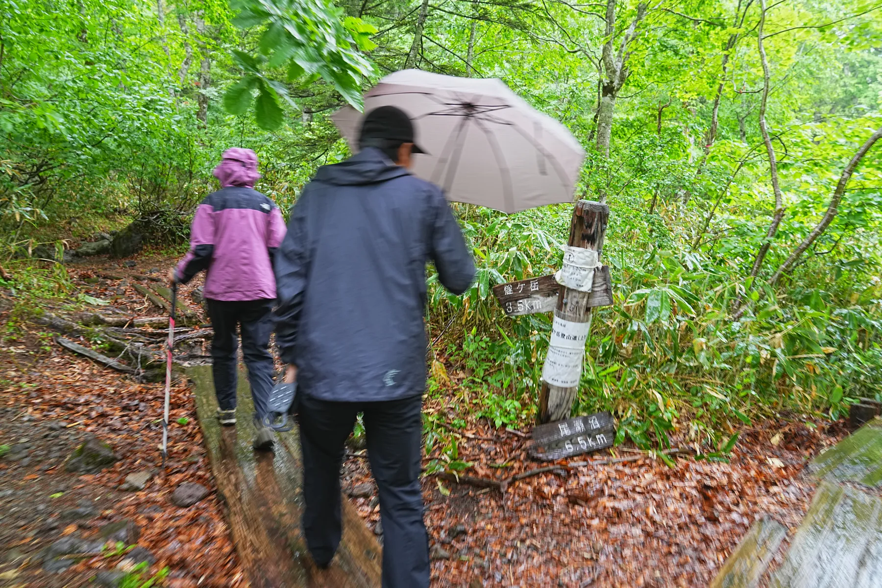 尾瀬・尾瀬小屋泊でお花ハイキング