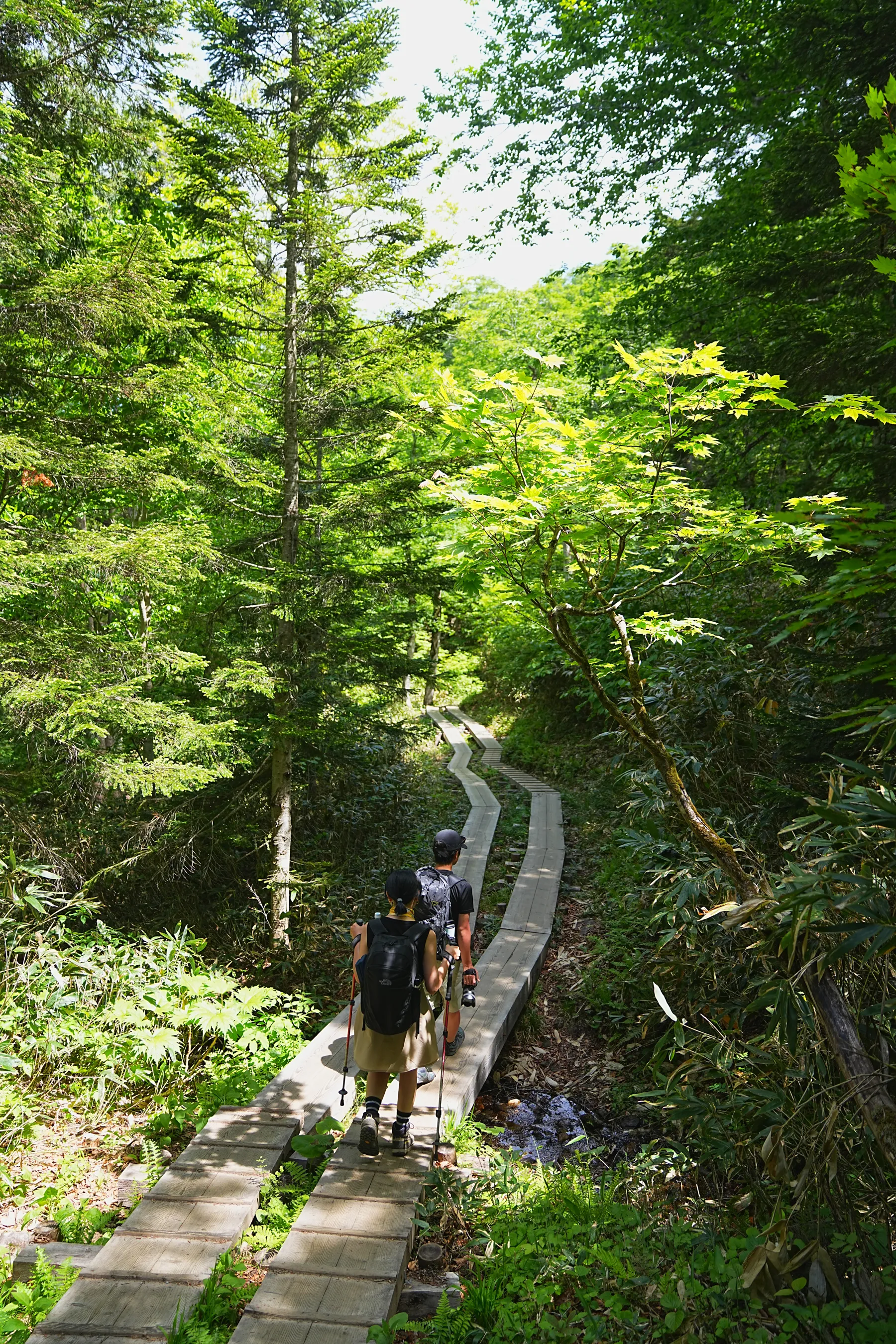 尾瀬・尾瀬小屋泊でお花ハイキング