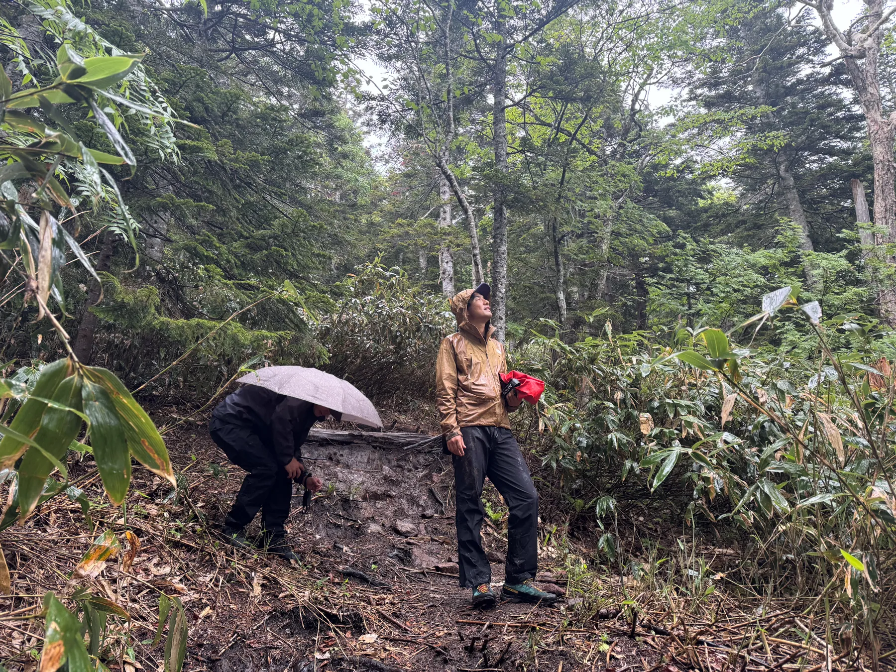 尾瀬・尾瀬小屋泊でお花ハイキング