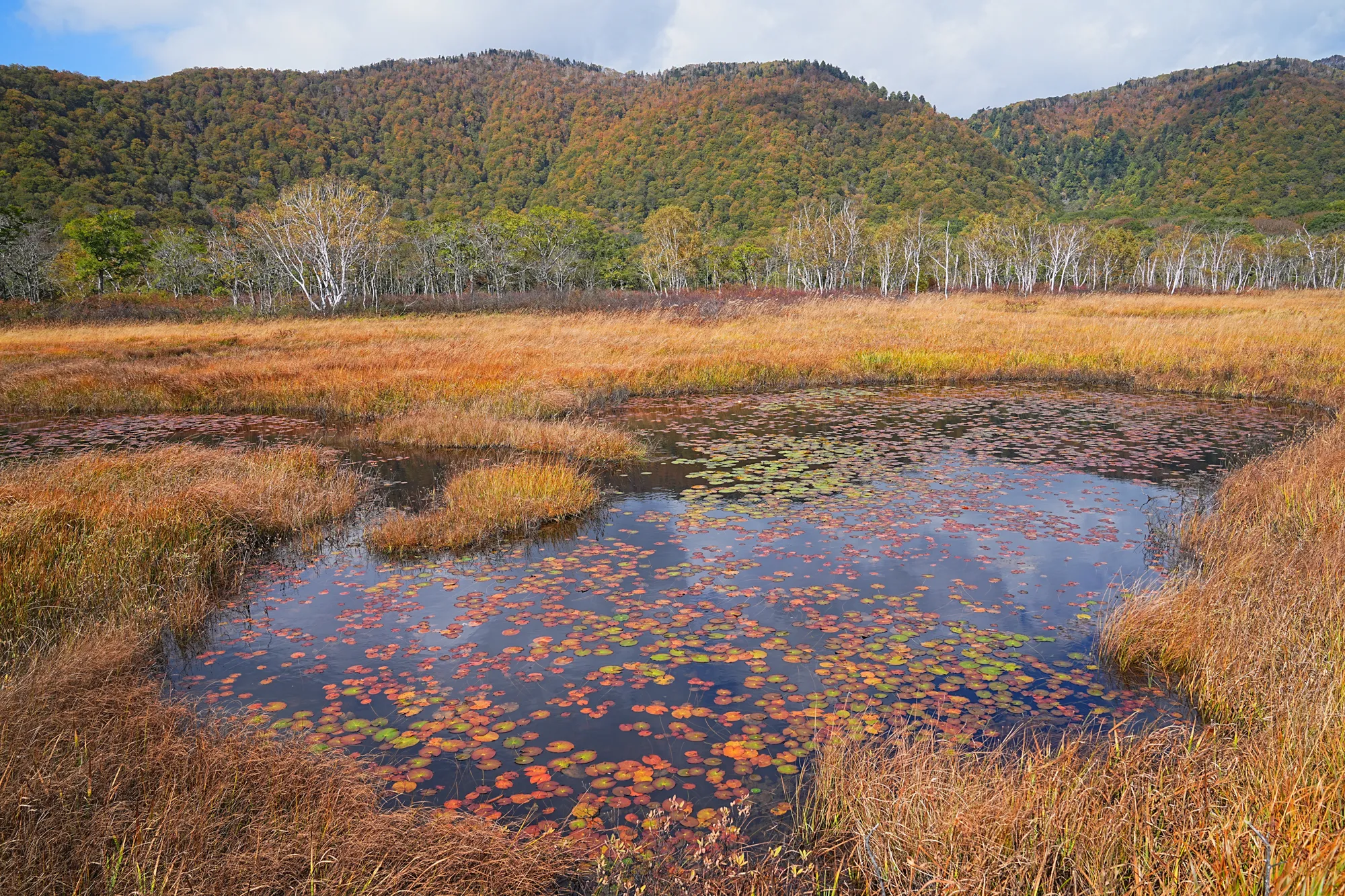紅葉全開！草紅葉の尾瀬・尾瀬ヶ原を日帰りのんびりハイキング