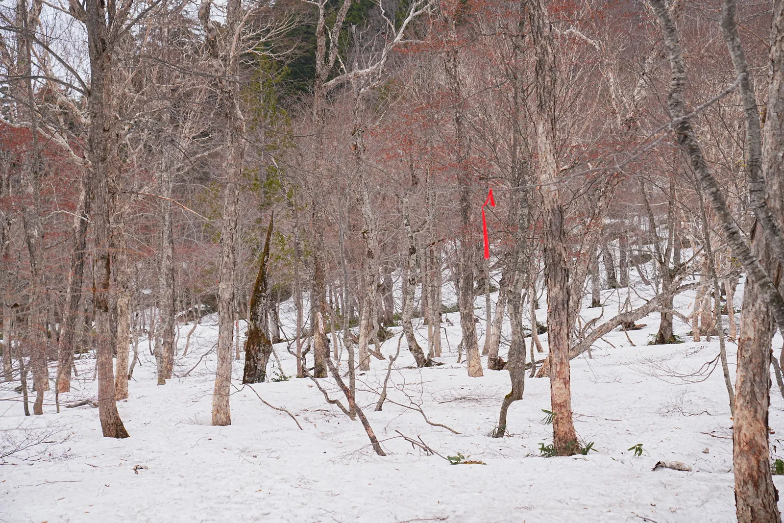 残雪の尾瀬・尾瀬小屋